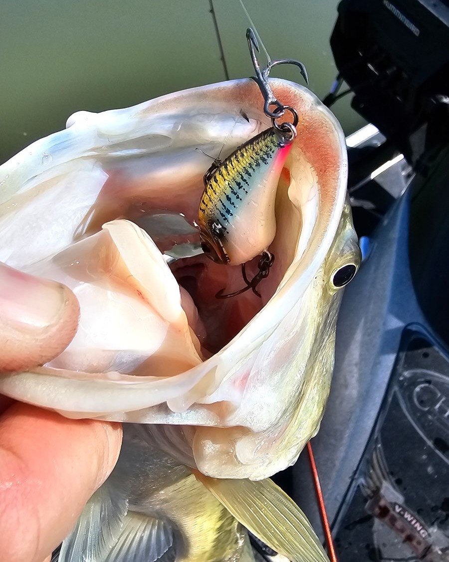 berkley fireline crystal fishing line 1500yd Superline - Model:TRX200AXG as ultra Type_Jig Trailers Those Old Bass Baits