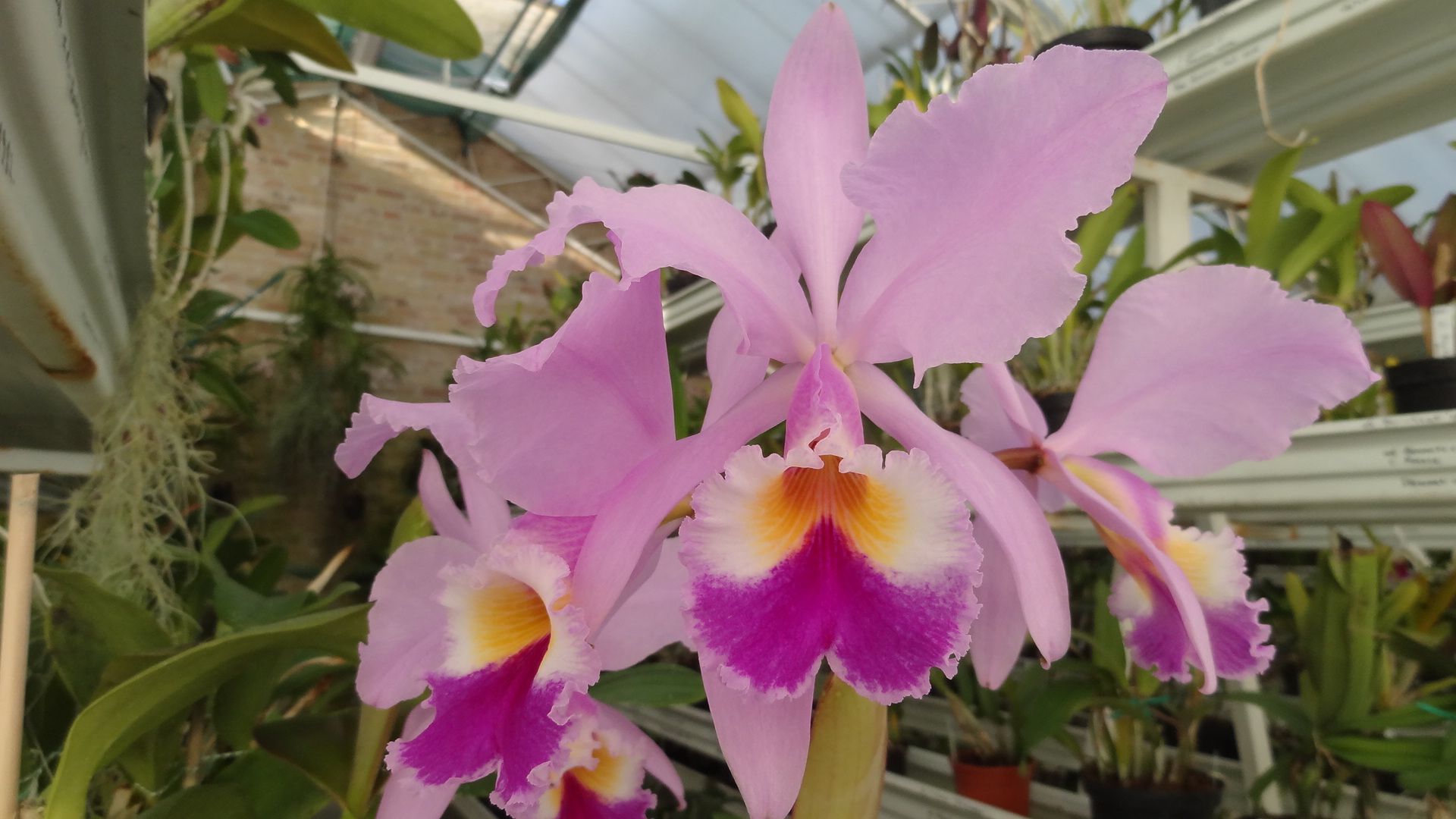 Cattleya gaskelliana semi-alba orchid variety