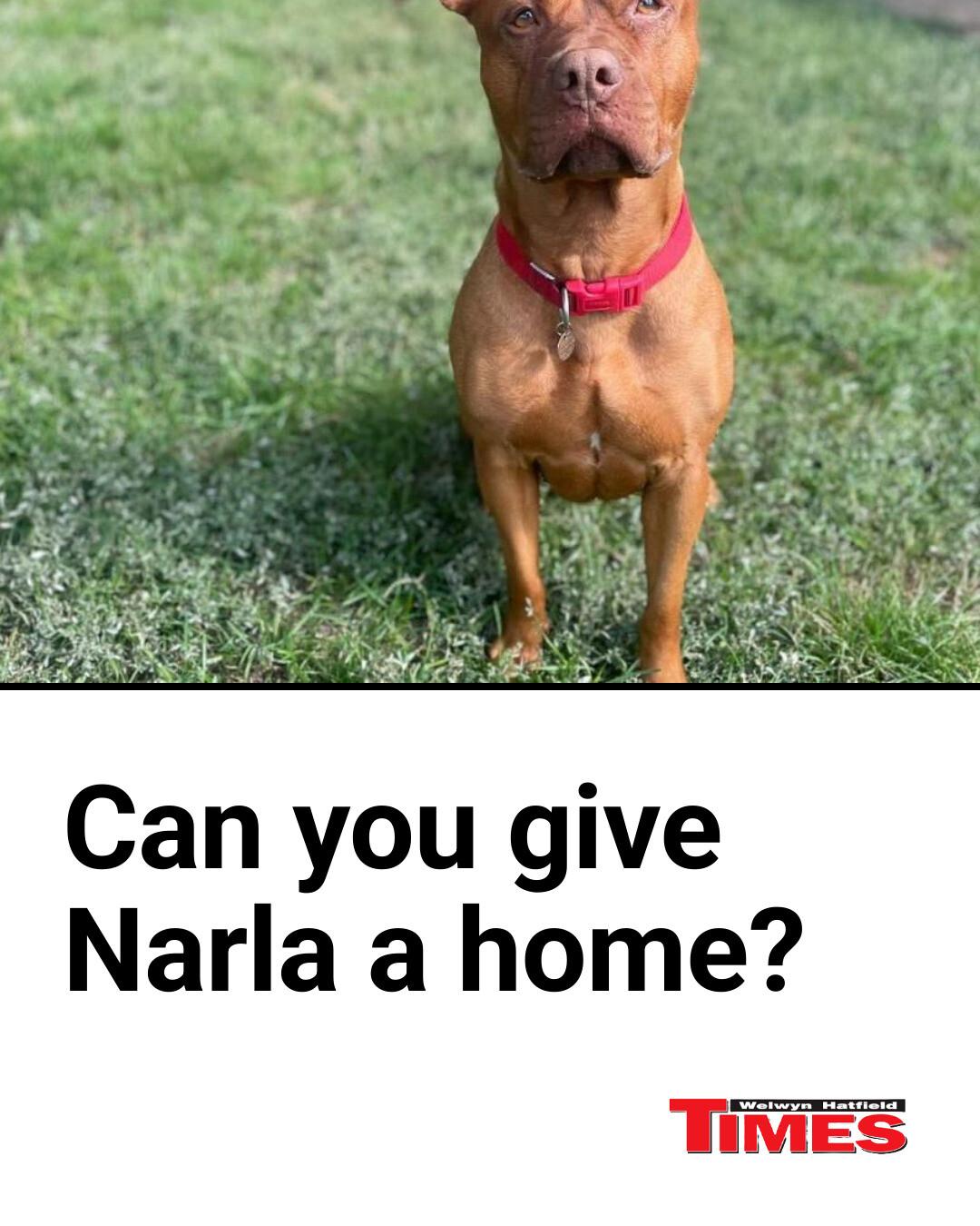Welwyn - Narla is still waiting for her pawfect home | Facebook