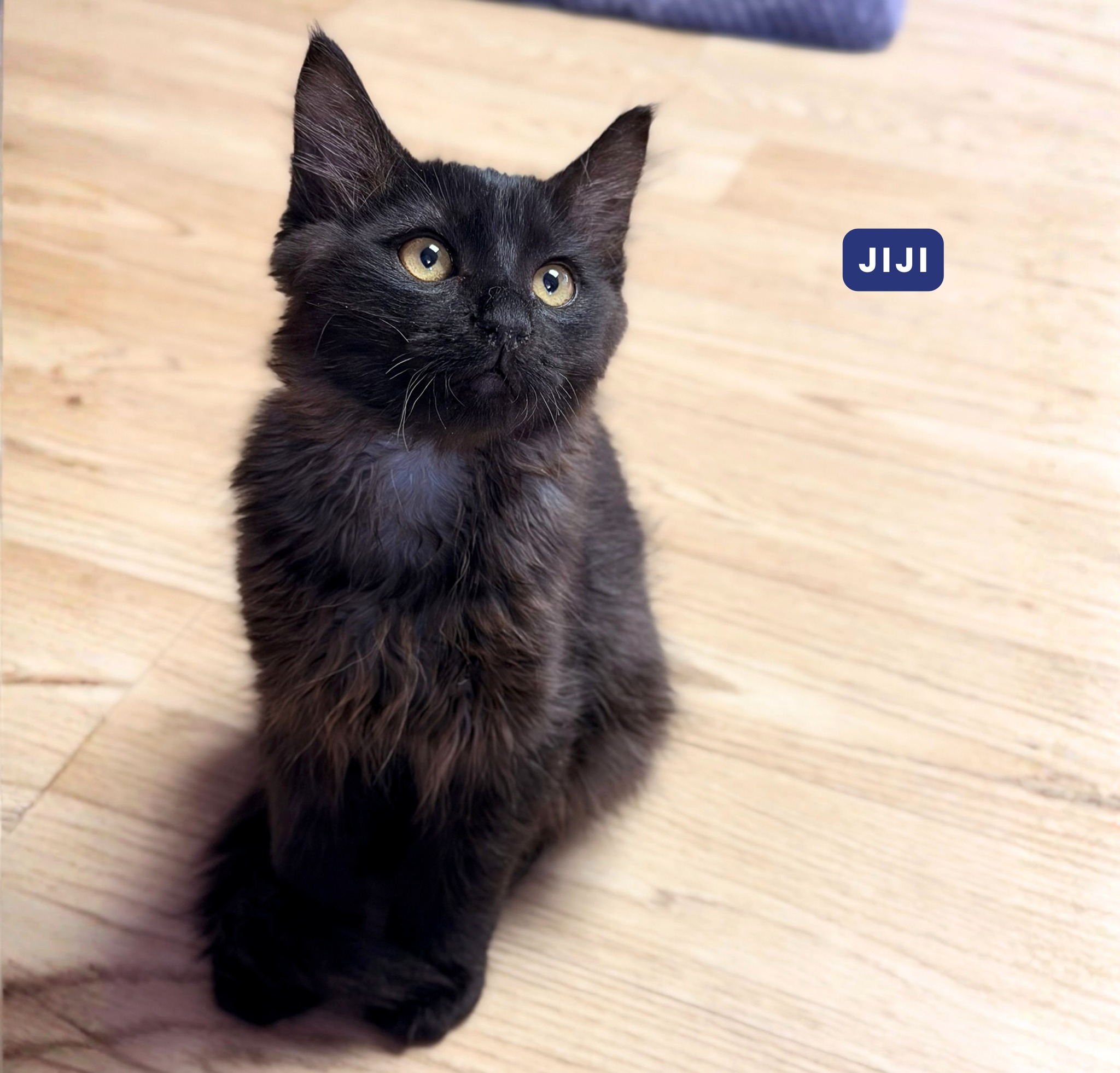 Adopt Jiji and Socks, brother kittens in San Jose