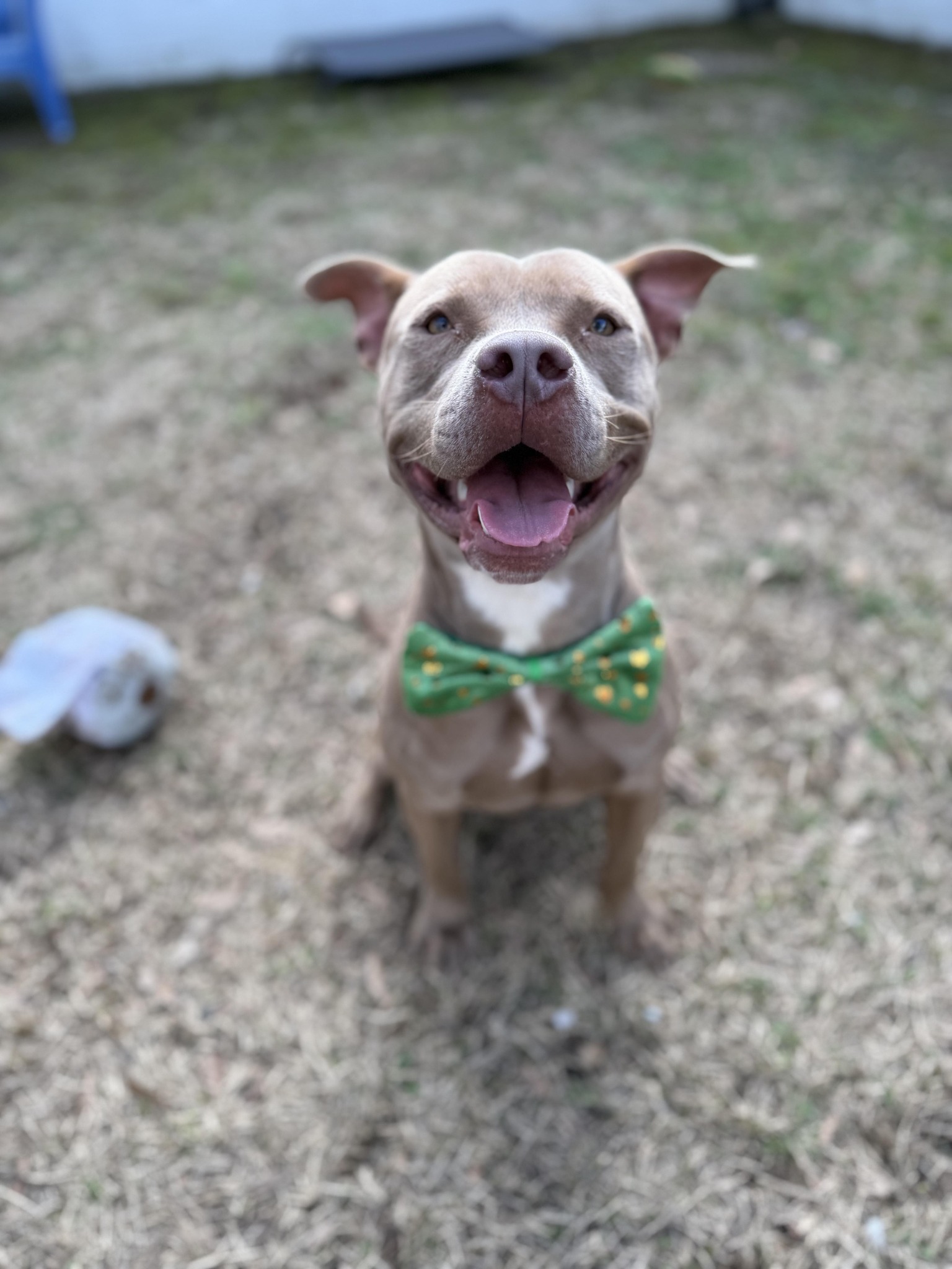 ⚠️ 🚨 FOSTERS NEEDED FOR... - Pawsome Rescue Project Inc. | Facebook