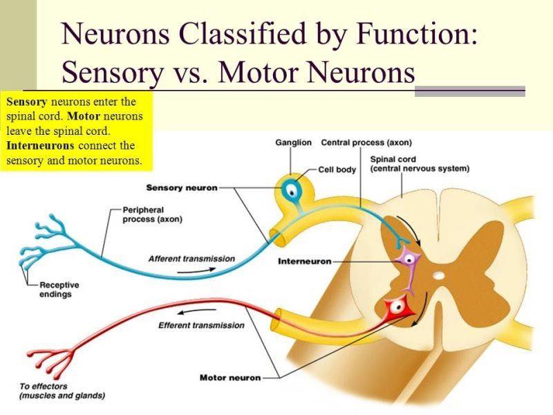 Dr. Muhammed - Neuron Classified by Function | Facebook