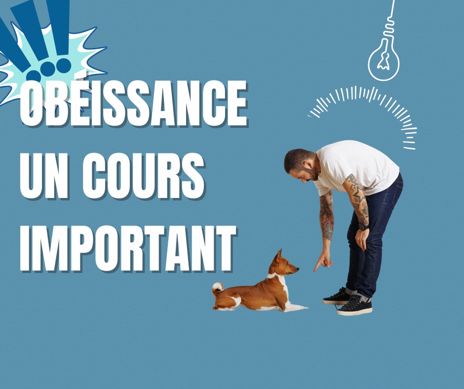 Astuces - 🐾 Pourquoi suivre un cours d’obéissance? Parce qu’un chien ...
