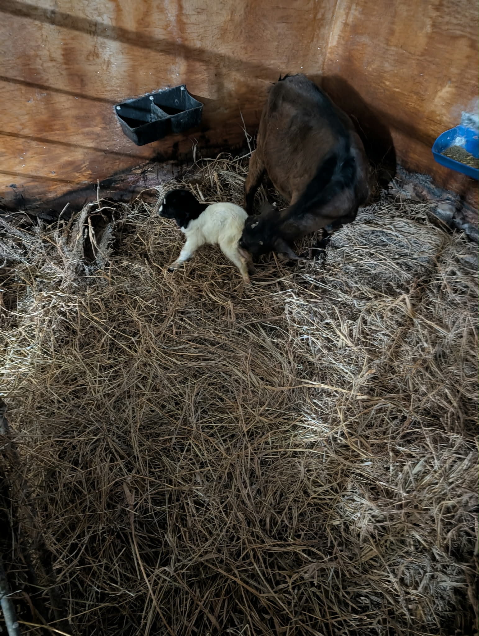 B3 Goats Mitigation Services
