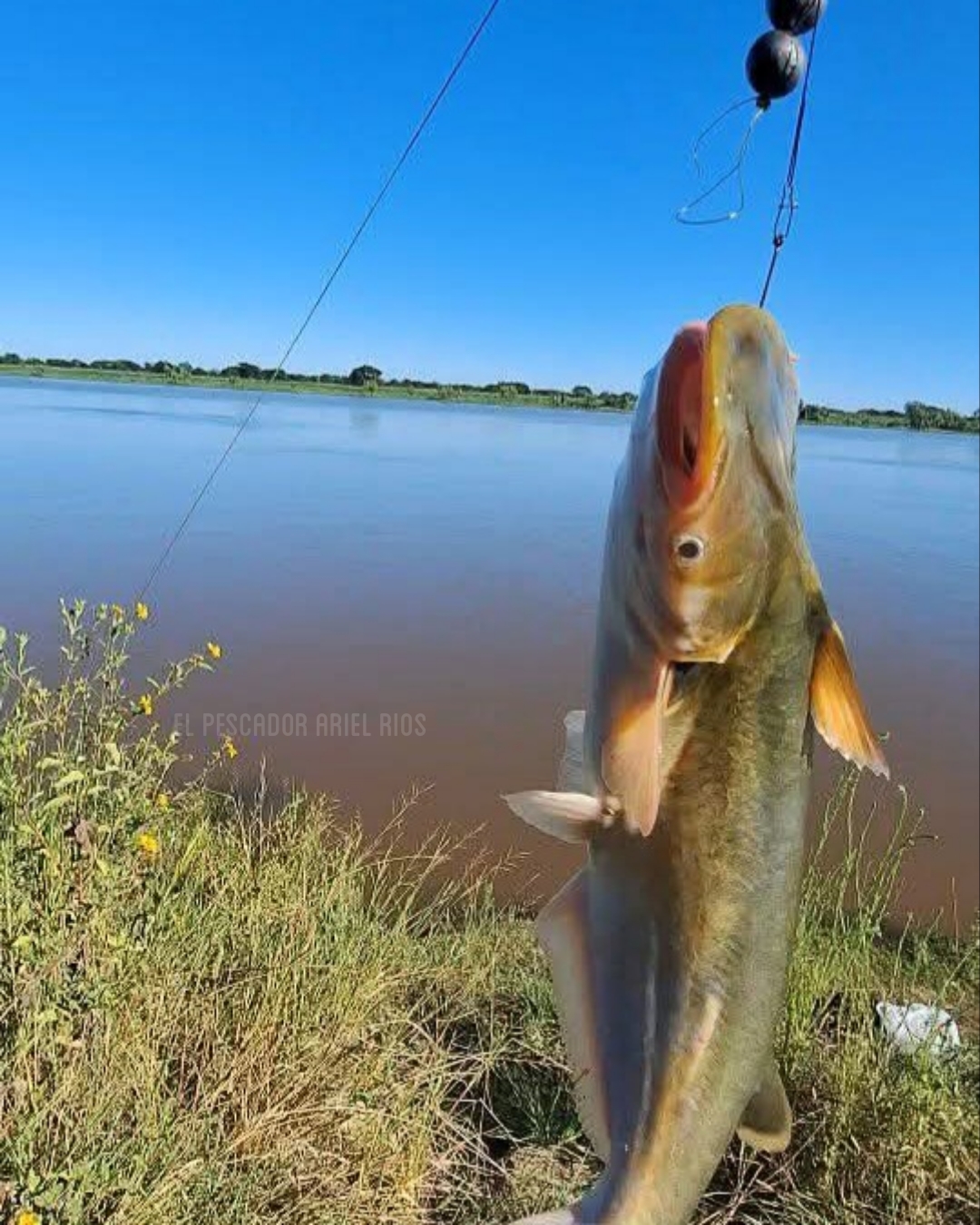 El - Como conocen a esta especie? 🤔🎣 | Facebook