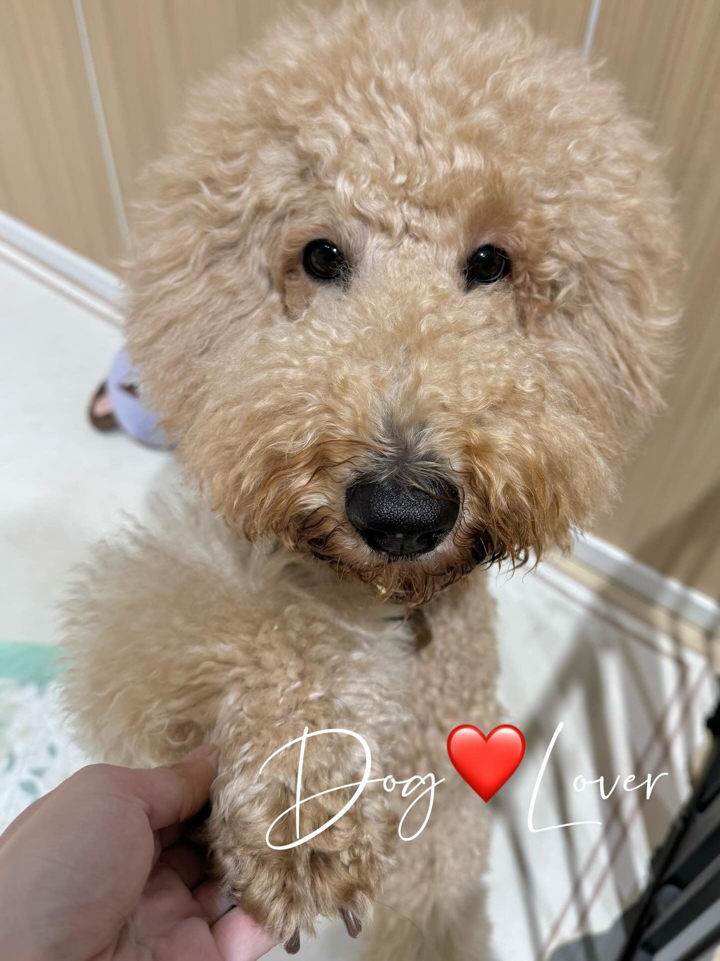 Dog.lover - 🐶 Gor B 🛁-#沖洗服務 💫本店全面採用比賽級 #專業美容洗毛液，是最接近狗狗 皮膚酸鹼值，可減低敏感的問題 ...