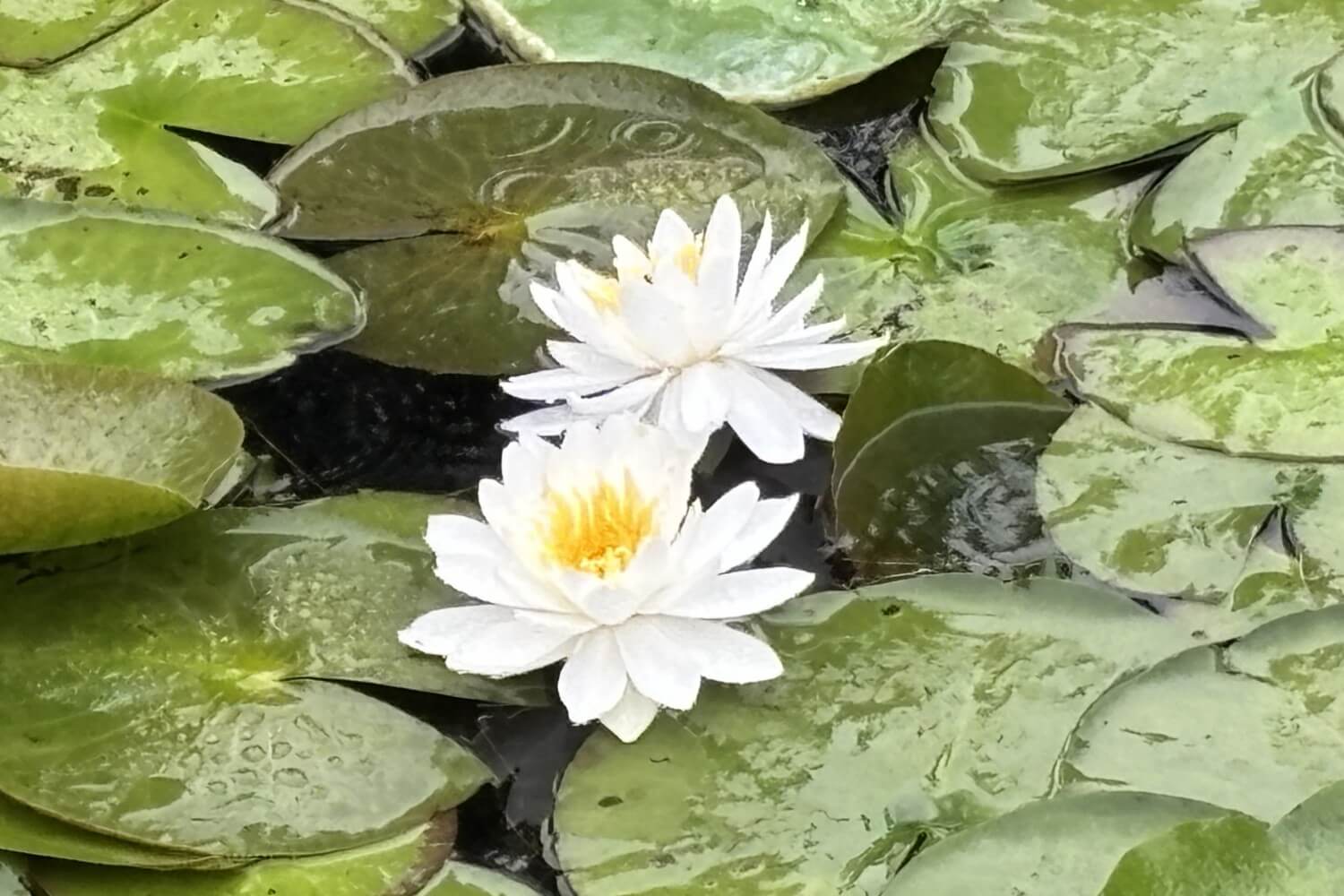 ブログさとやまノート更新🪷 雨に濡れた蓮の花は美しい。1輪だけ咲き