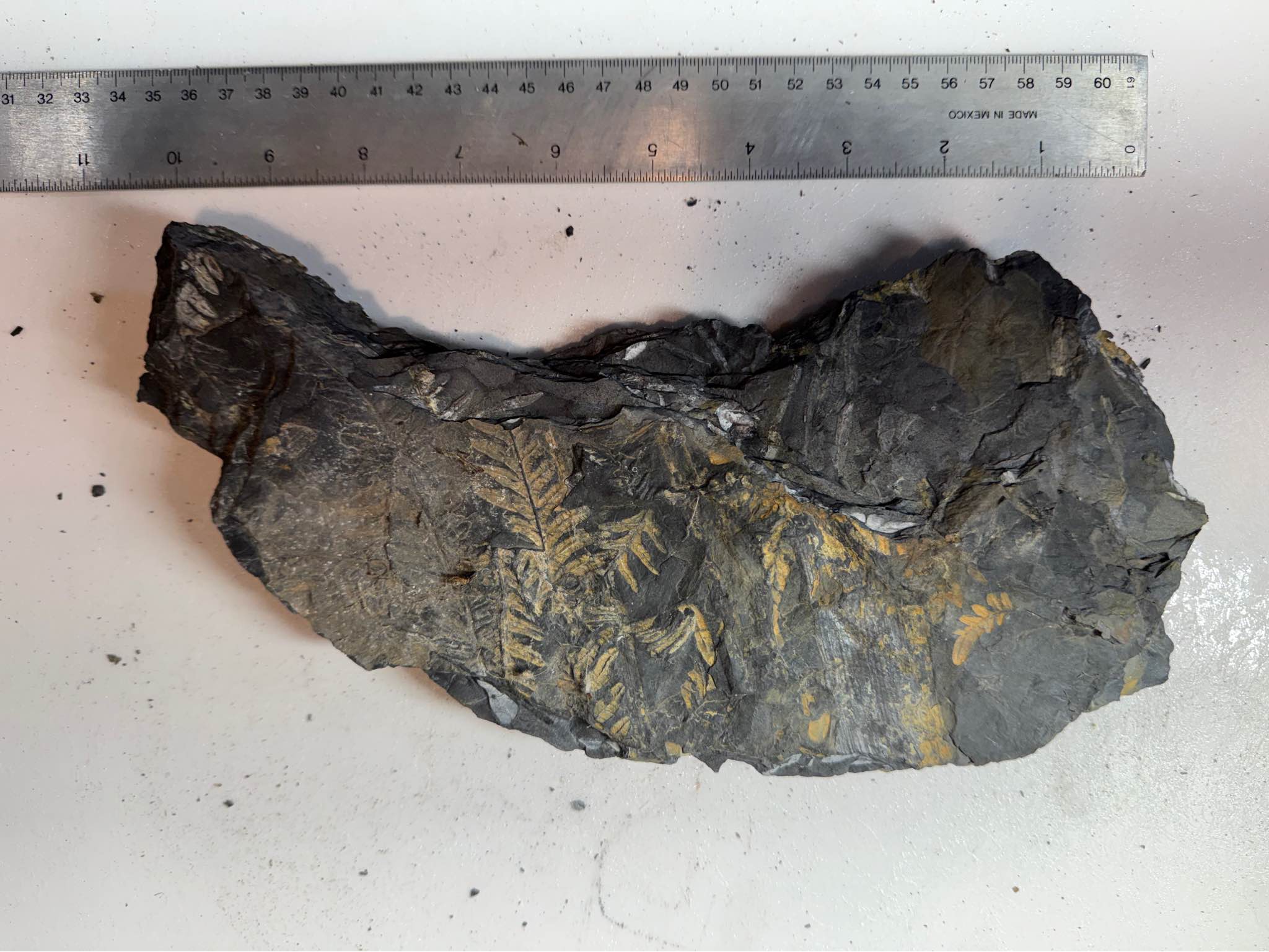 Big Fern Fossil Rock Slab - Rocks, Fossils & Minerals - Cleveland, Ohio ...
