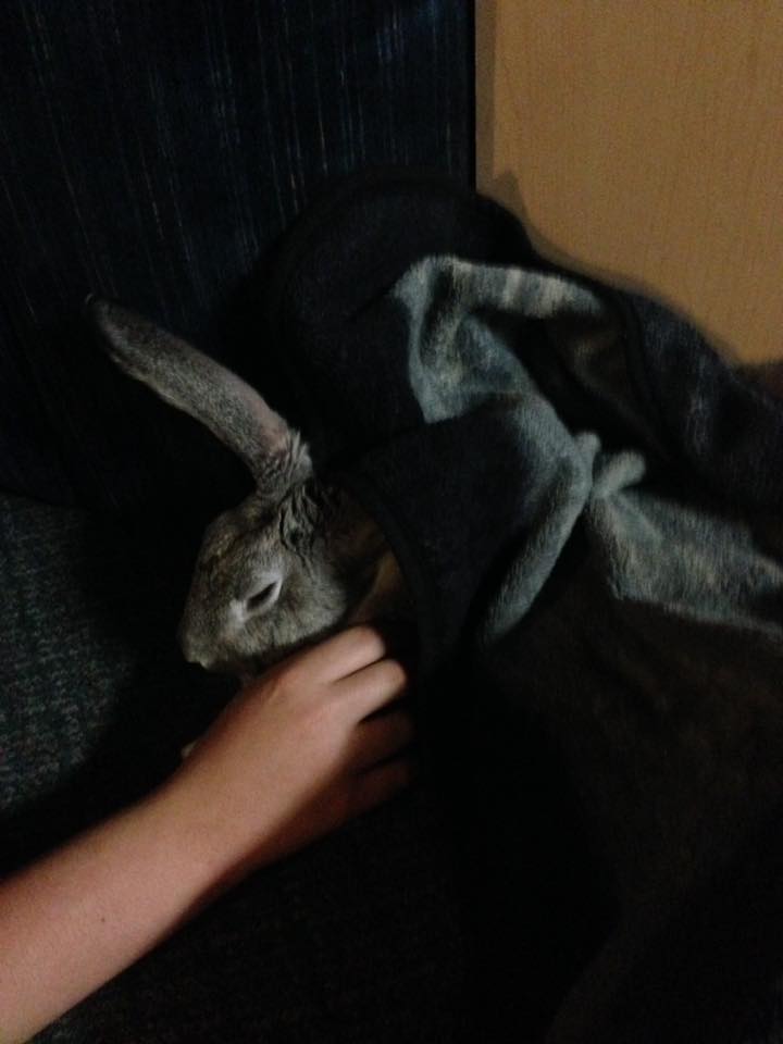 Millicent the Magnificent Slobovian Bunny