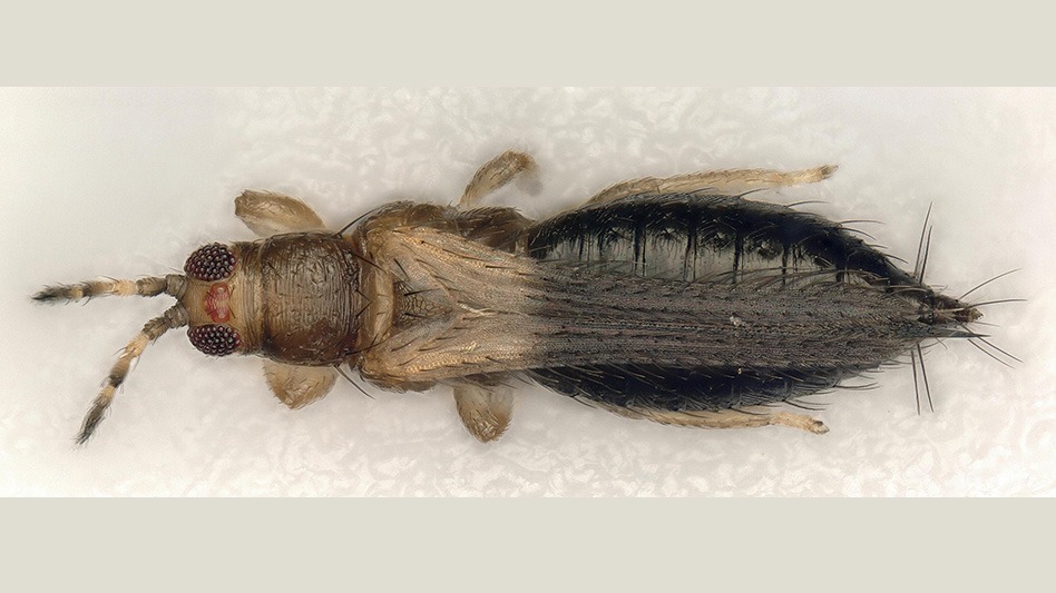 Greenhouse - The short-spined thrips, scientifically known as Thrips ...