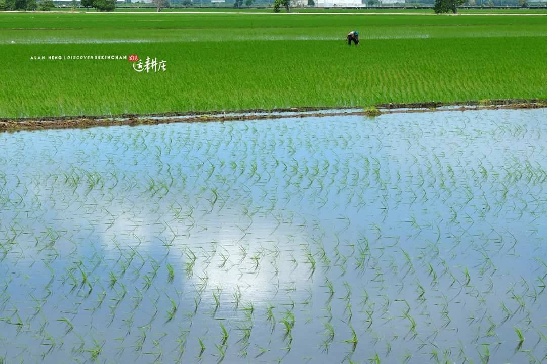 双扬适耕庄民宿 Shuang Yang Sekinchan Homestay | Sekincan