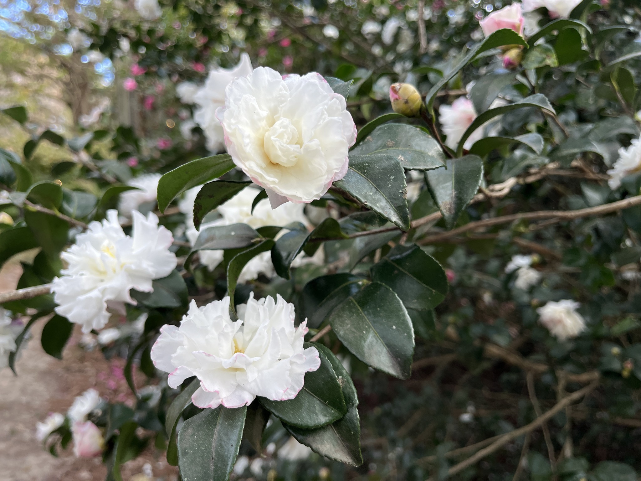 Mobile - The Winter Garden is slowly bursting into bloom. While the ...