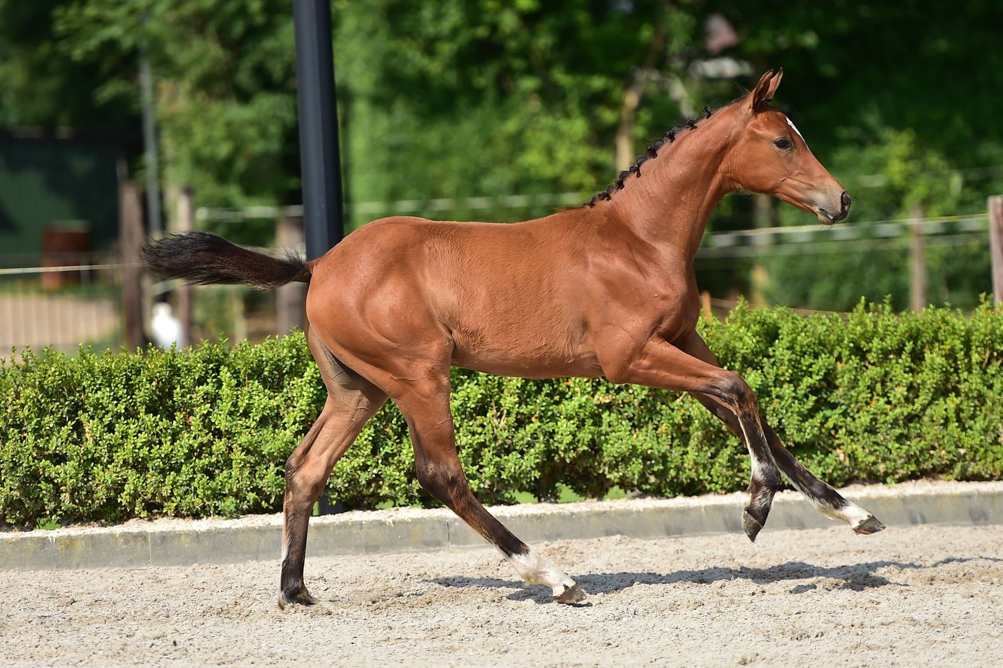 Training of our young stallions. One of our toptalents for the