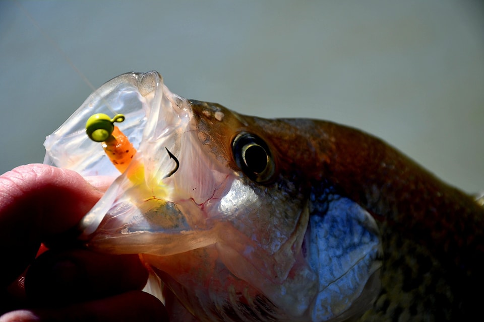 fish eyeing a lure Tuna Eyes Eyes Fishing Eyes 3D Fish Eyes Do LED fishing lures work Fishing Lure Eyes - 3D