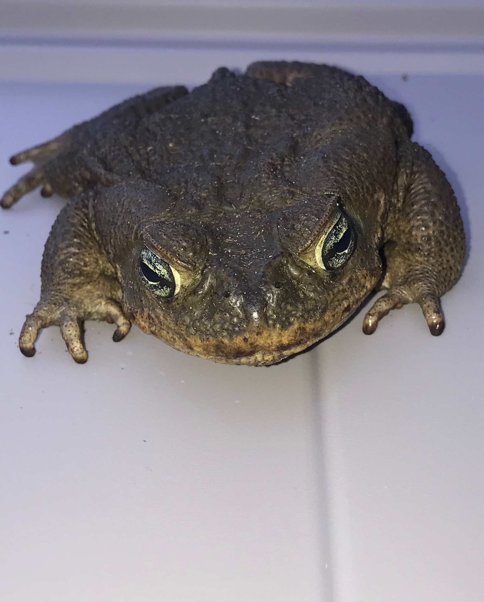 Toad Busters - 🐍 Spotted during a cane toad collection!... | Facebook