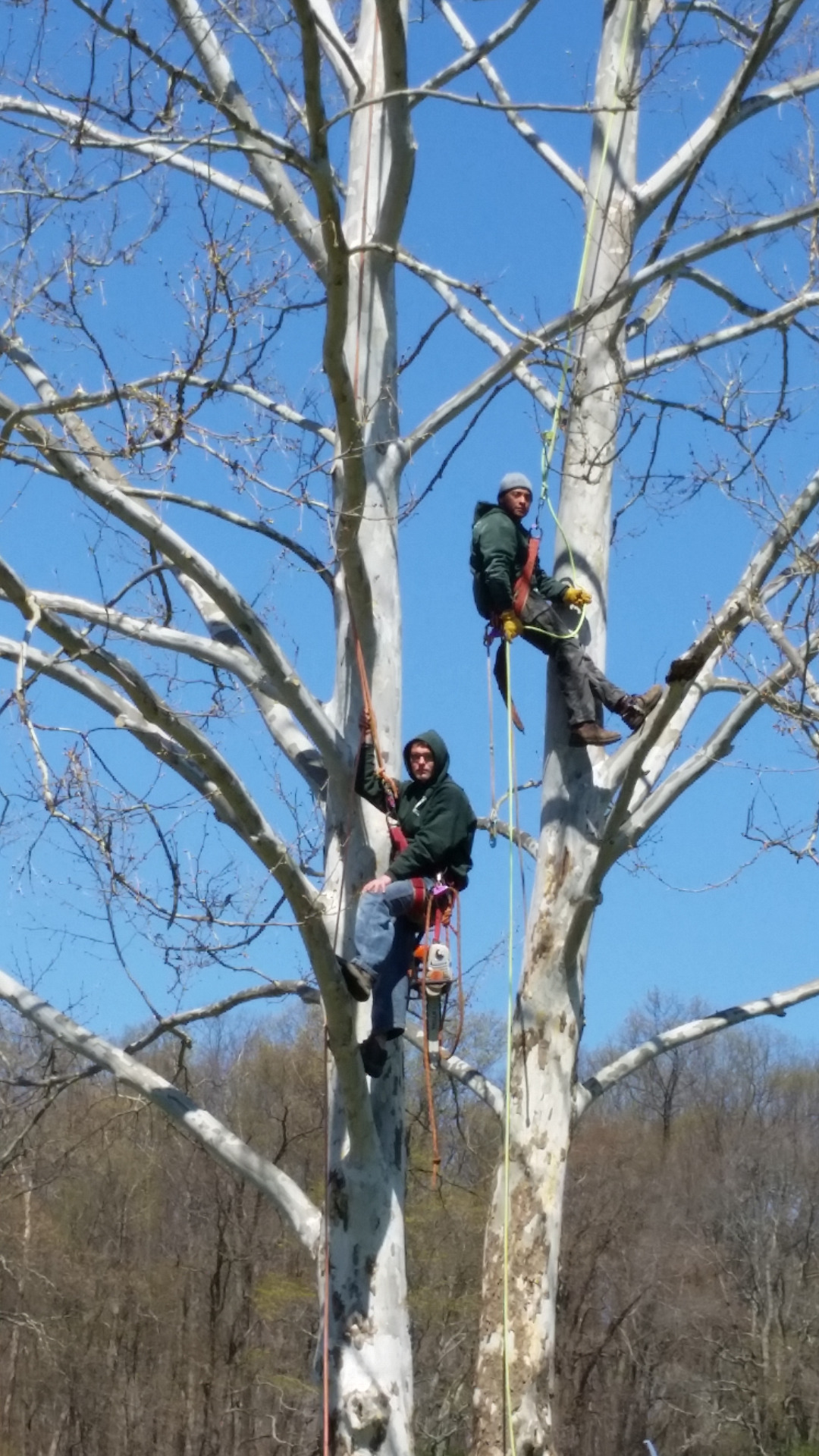 Keil - Why Winter Is a Smart Time for Tree Pruning 🌳 Winter is one of ...
