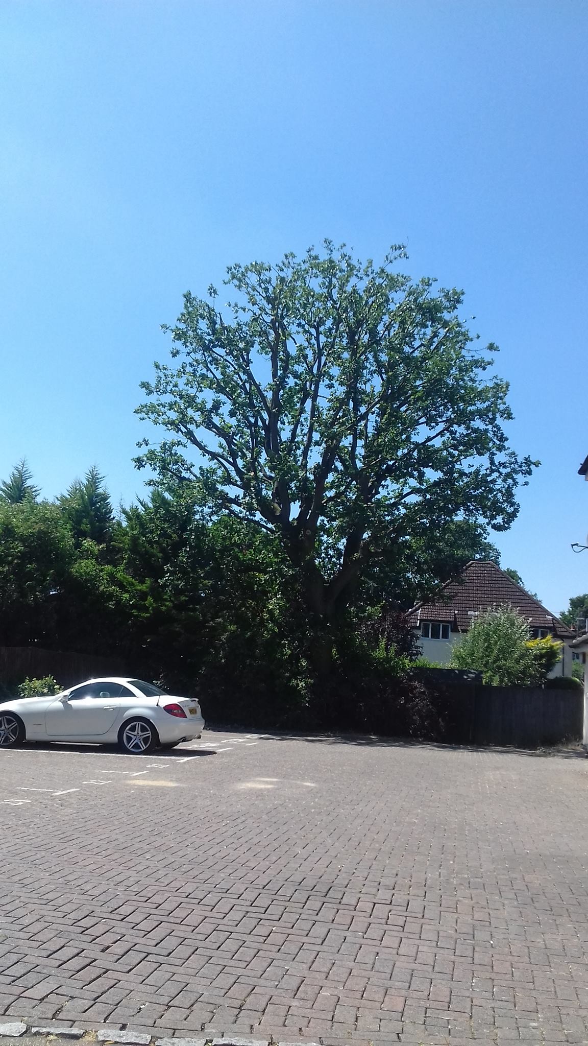 Treeline Services Ltd added a new... - Treeline Services Ltd