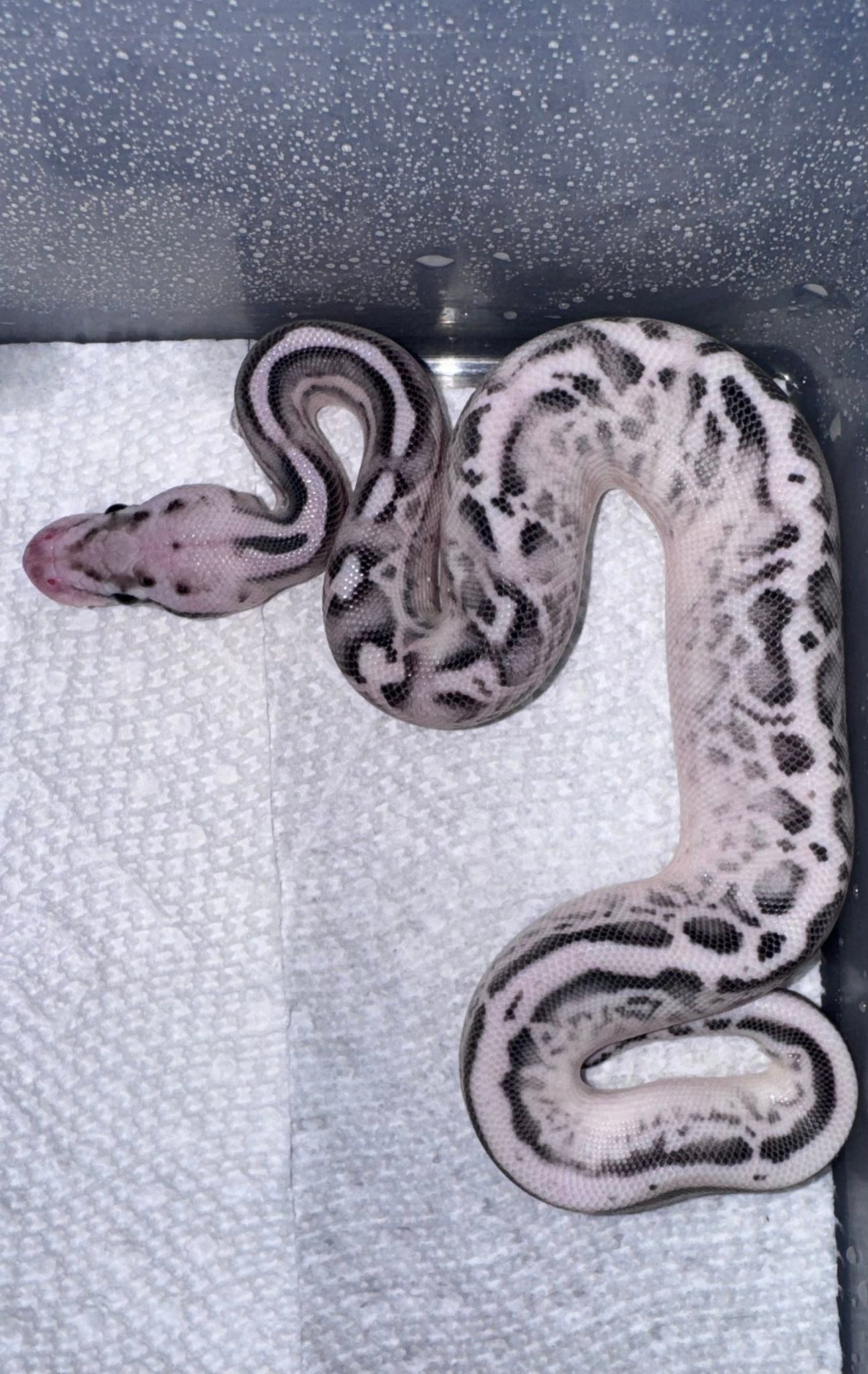 Achieved goal with new axanthic ball python