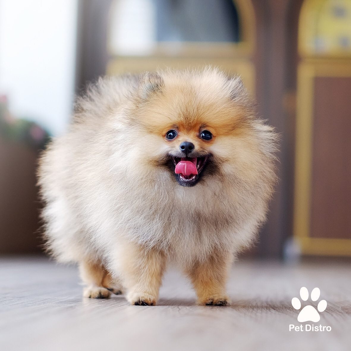 Pet Distro - When life gets tough, hang out with your dog....
