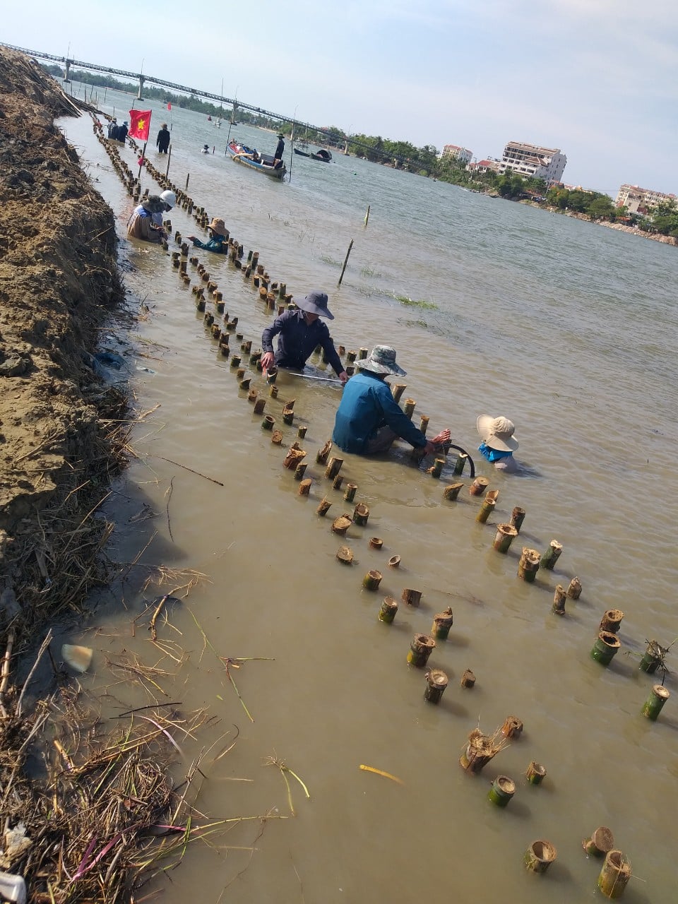 Cọc tre xây dựng | Quang Nam