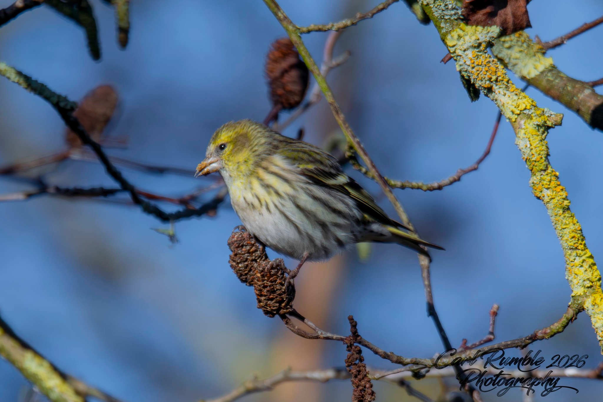 Carl Rumble Photography: Wildlife and Events