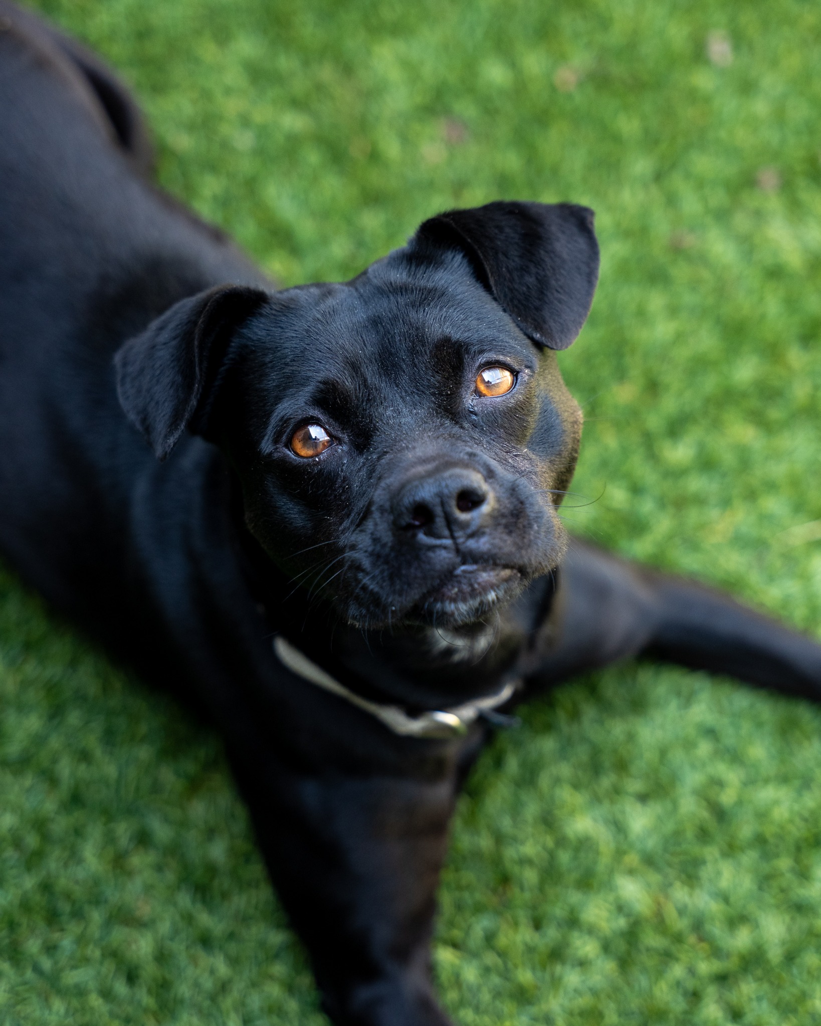 ドッグフード Missy 🐾 Missy 🐾 Meet Missy, one of our newest canine friends! This
