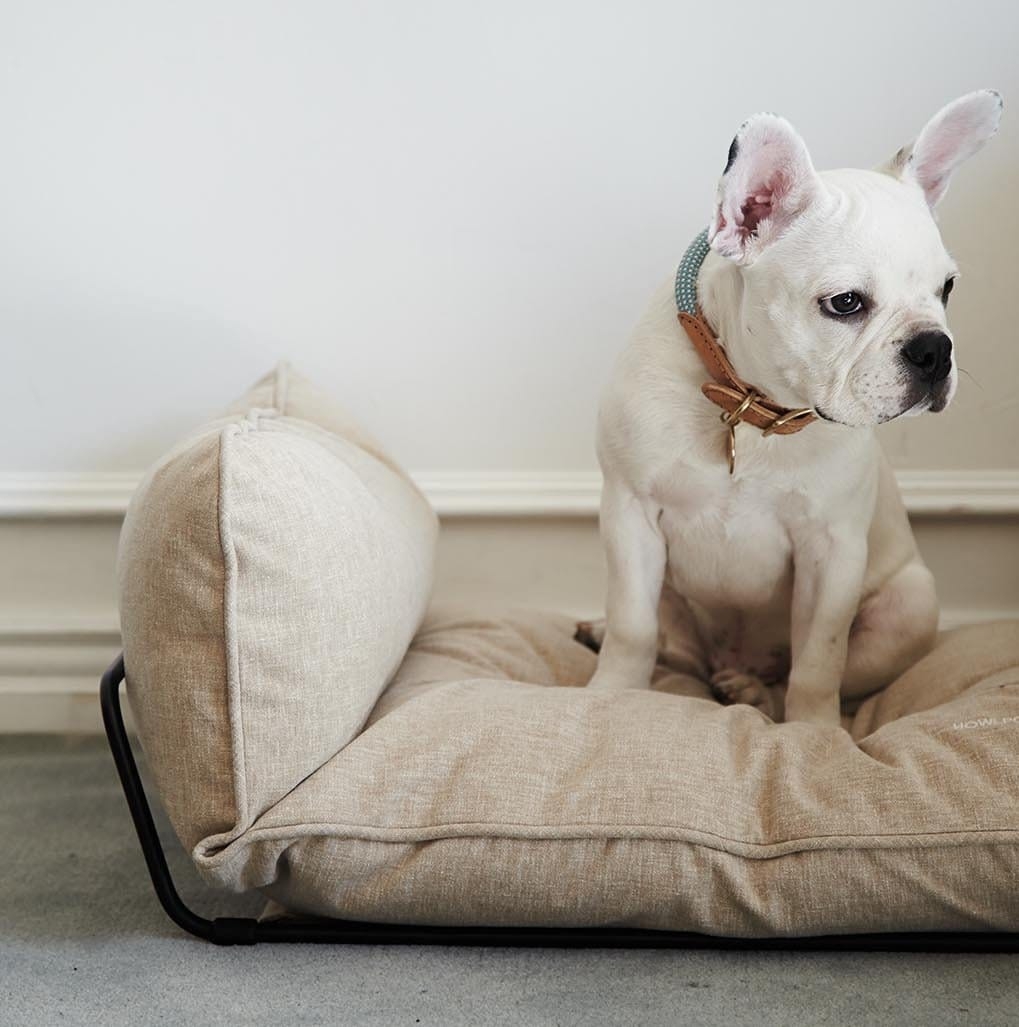 Cody and Bella - We are proud announce that Cody and Bella... | Facebook