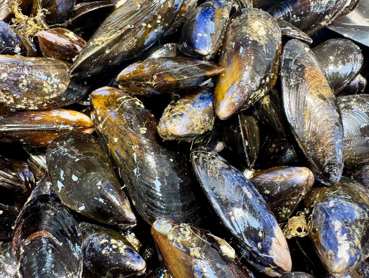 CS Fish Doonbeg | Ennis