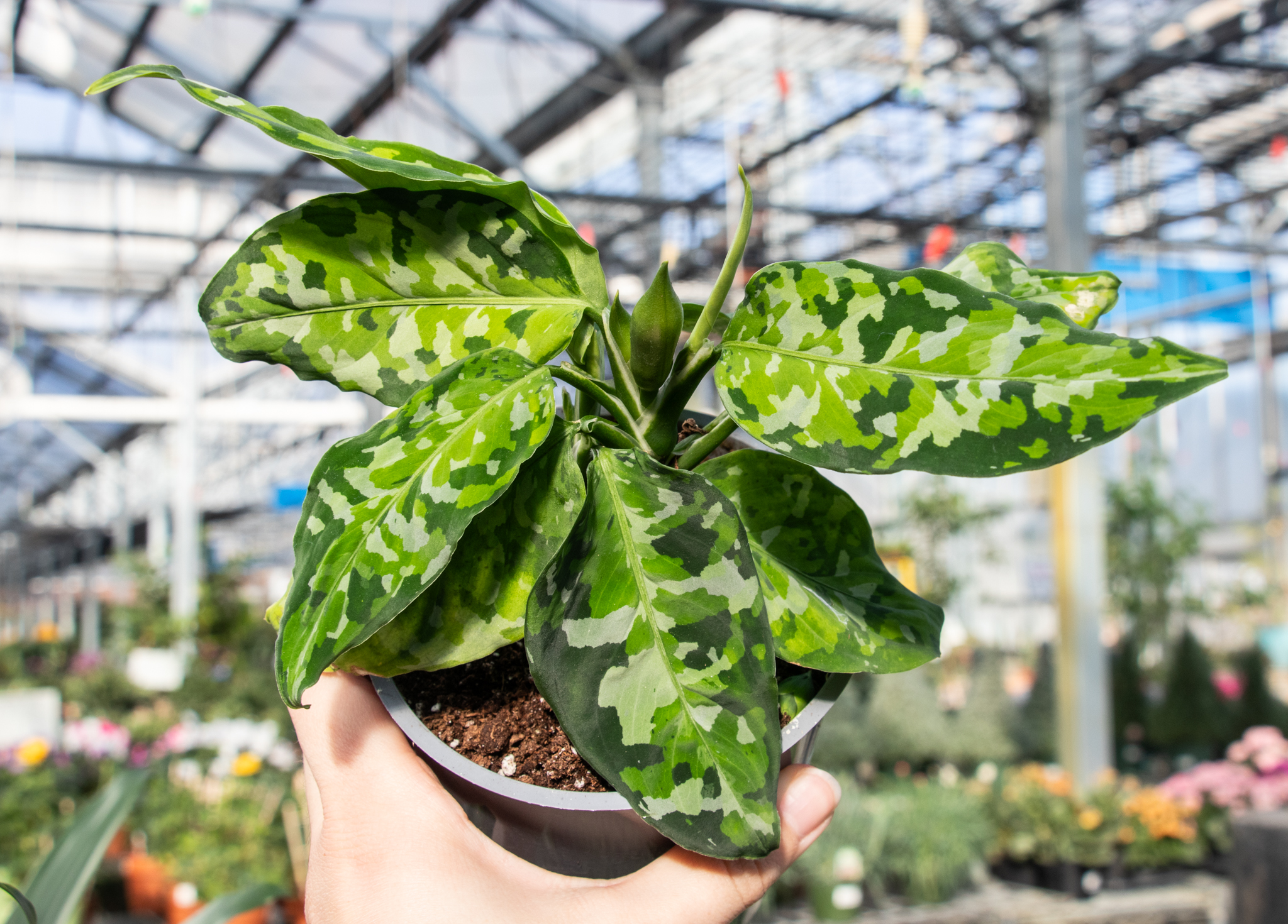 The beauty of Aglaonema 