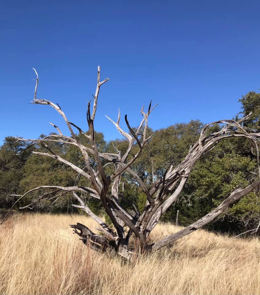 Blue Top Ranch