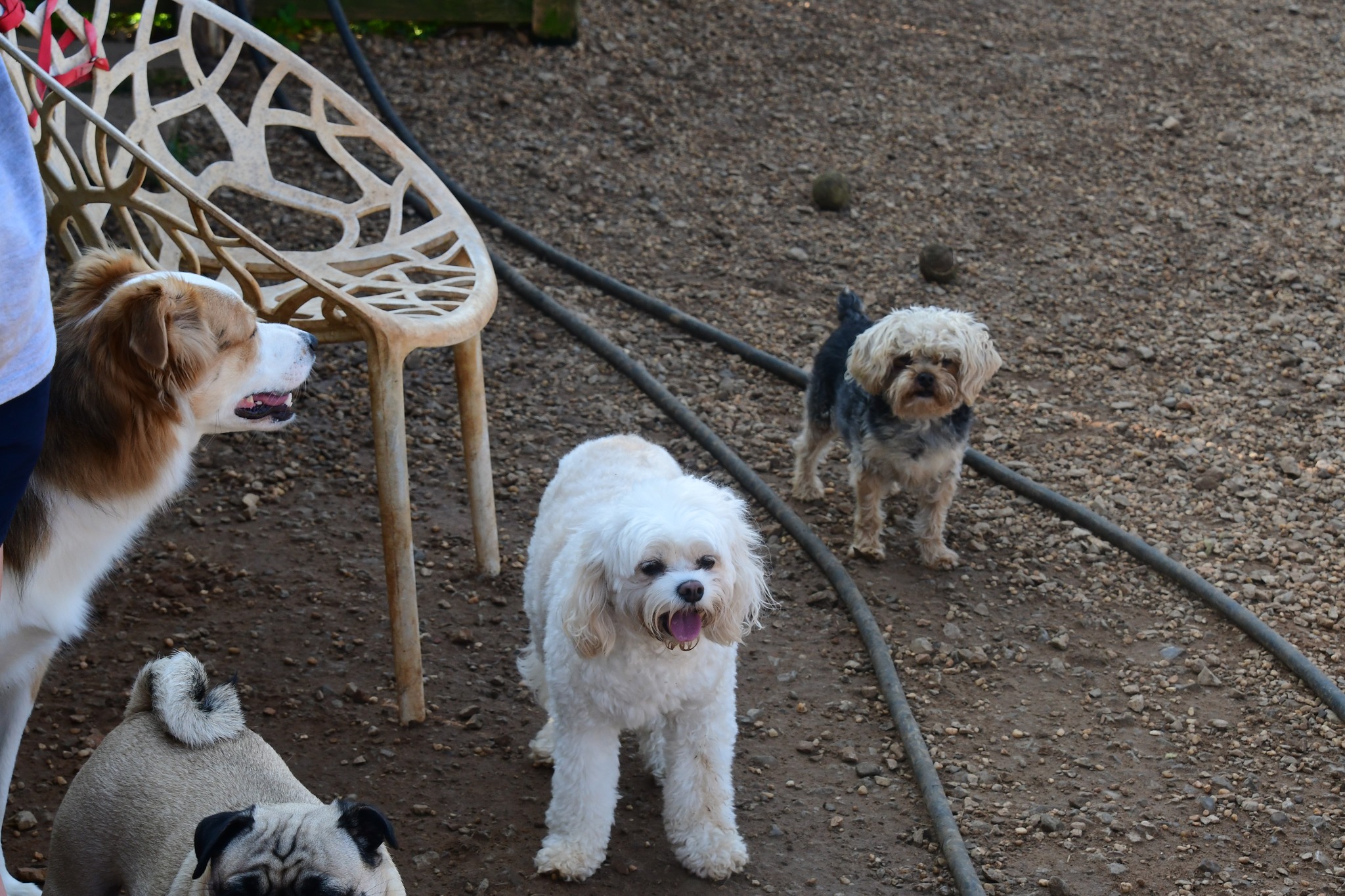 Dog Ranch Resort | Daphne AL