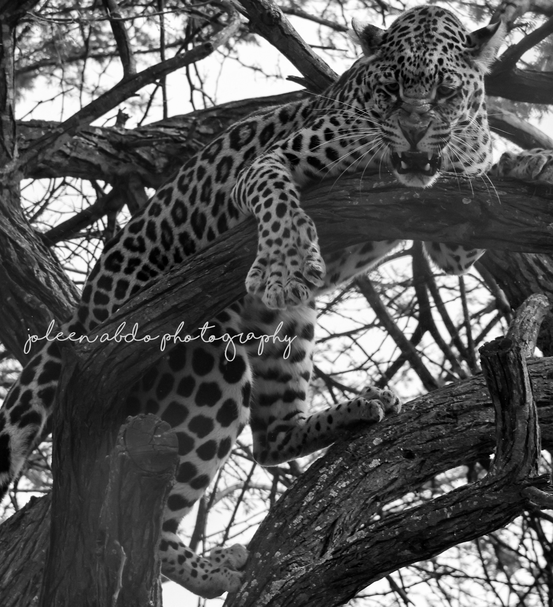 Joleen Abdo Photography