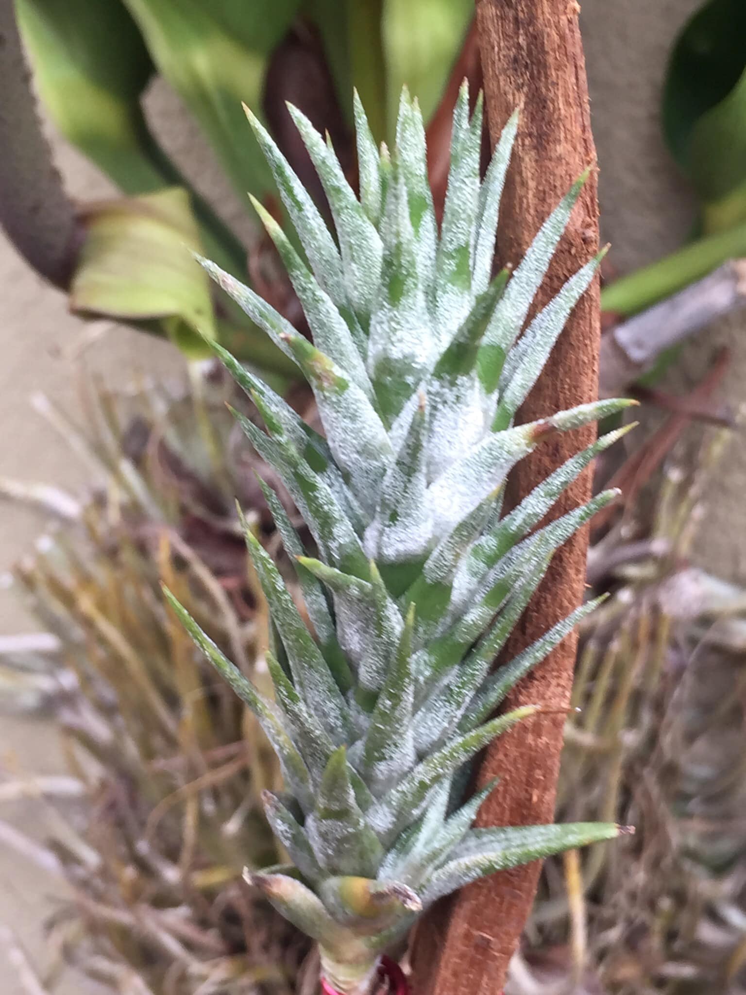 Tillandsia ionantha vanhyningii?