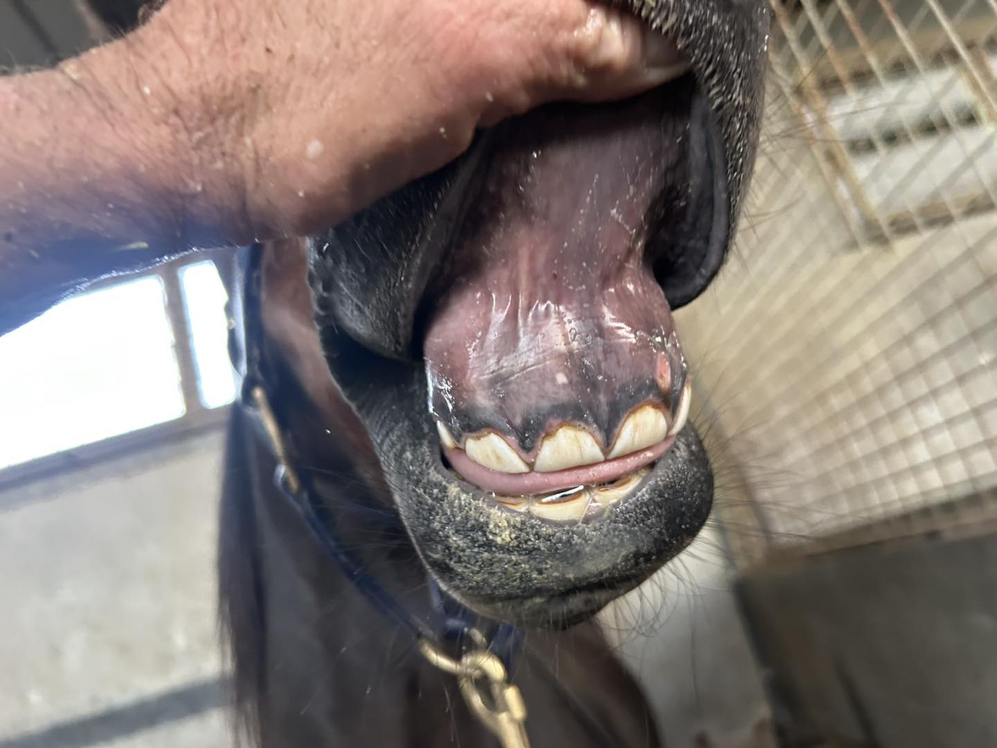 Equine Dental Association of Australia | Geelong VIC