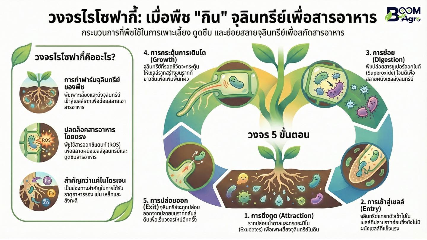 FarmD - วัฏจักรไรโซฟาจี (Rhizophagy Cycle) เป็นแนวคิดทางชีววิทยาที่ ...