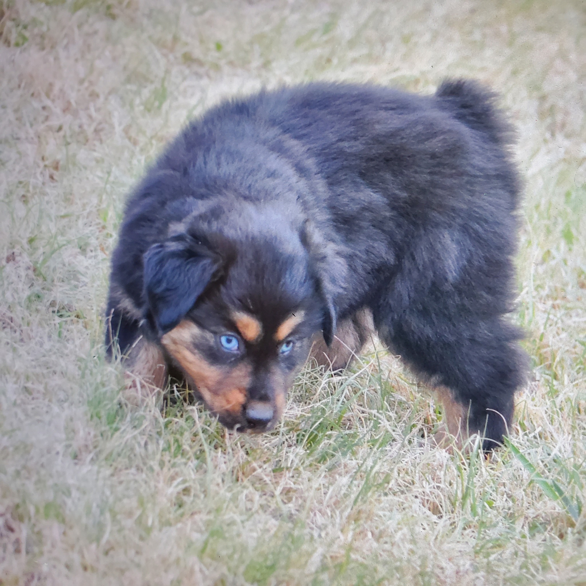 Puppy pictures are updated!... - Cedar Crest Mini Aussies | Facebook