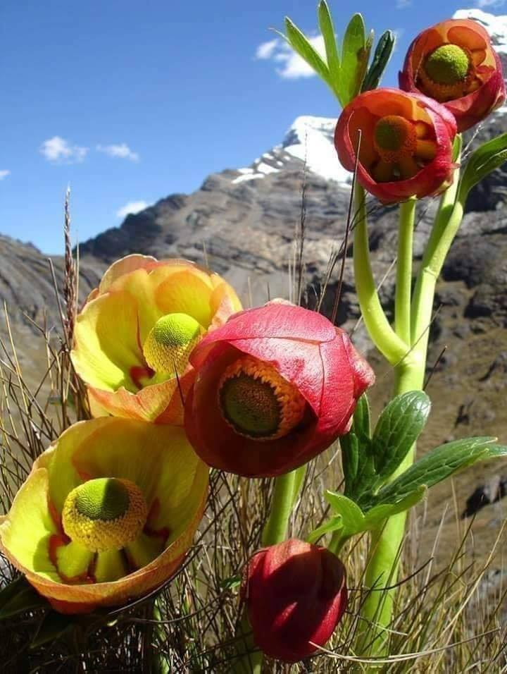 Rima Rima la flor sagrada de los... - Mundo Hispano -Europa-