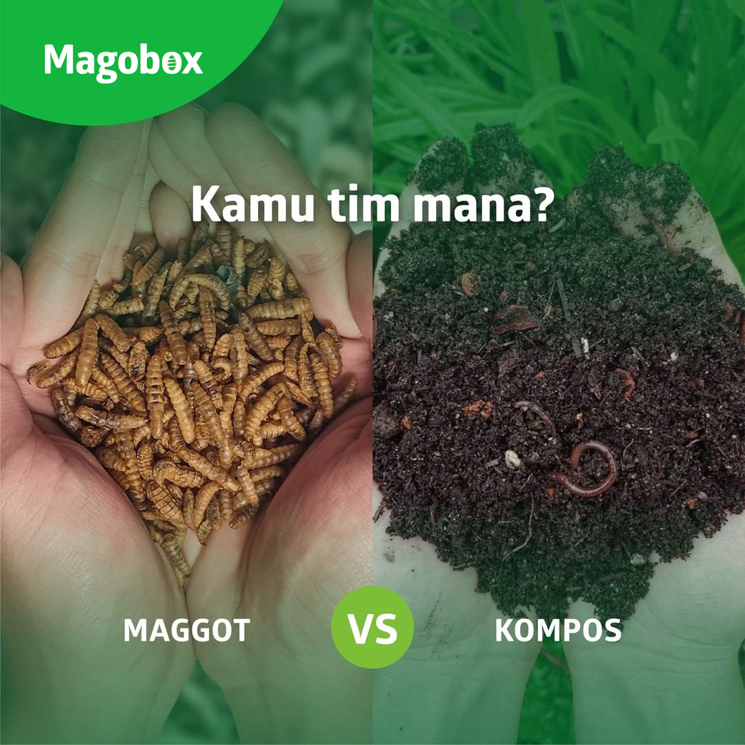Magobox - Olah sampah organik dengan Maggot atau Kompos?...