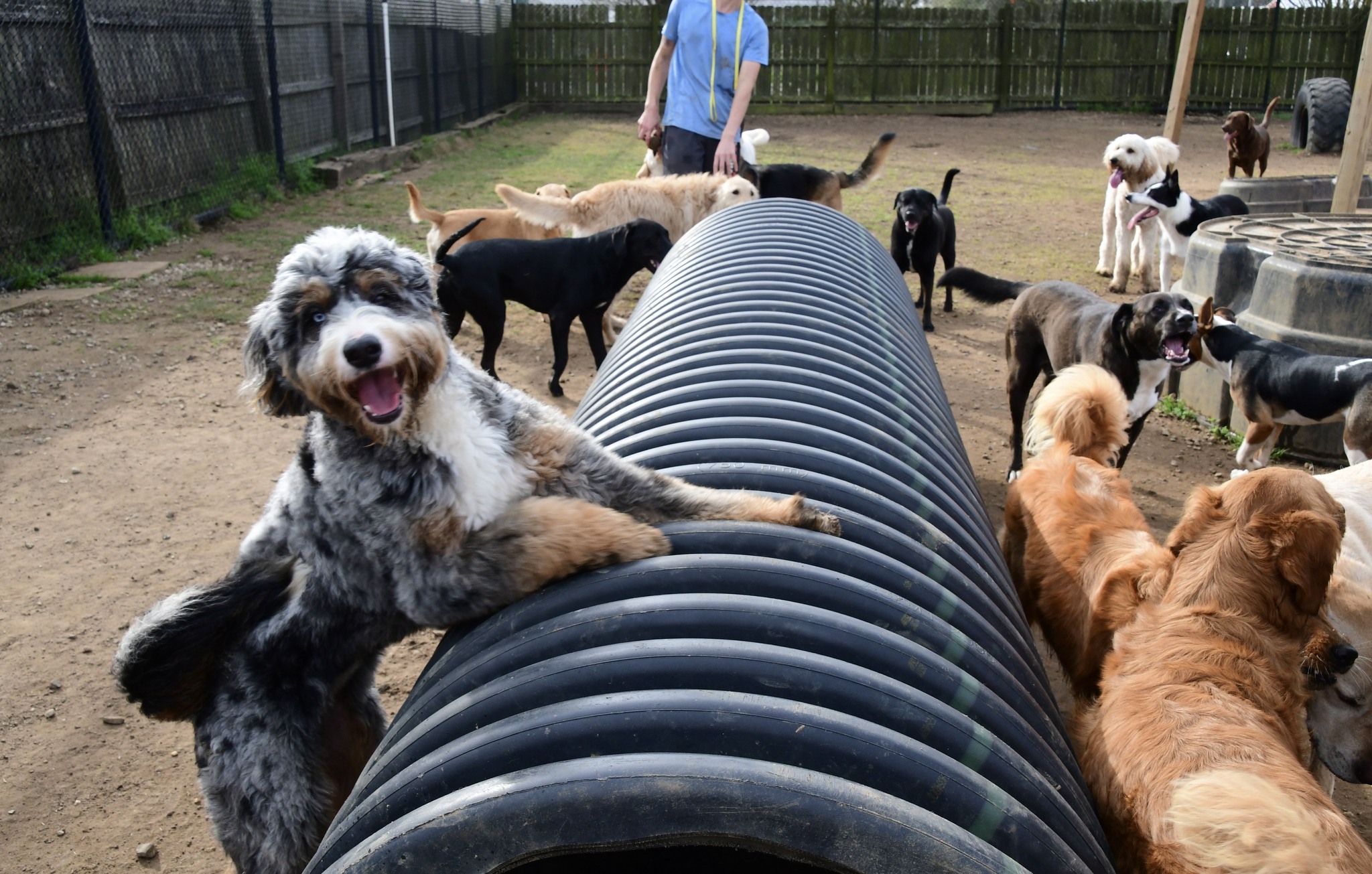Dog Ranch Resort | Daphne AL