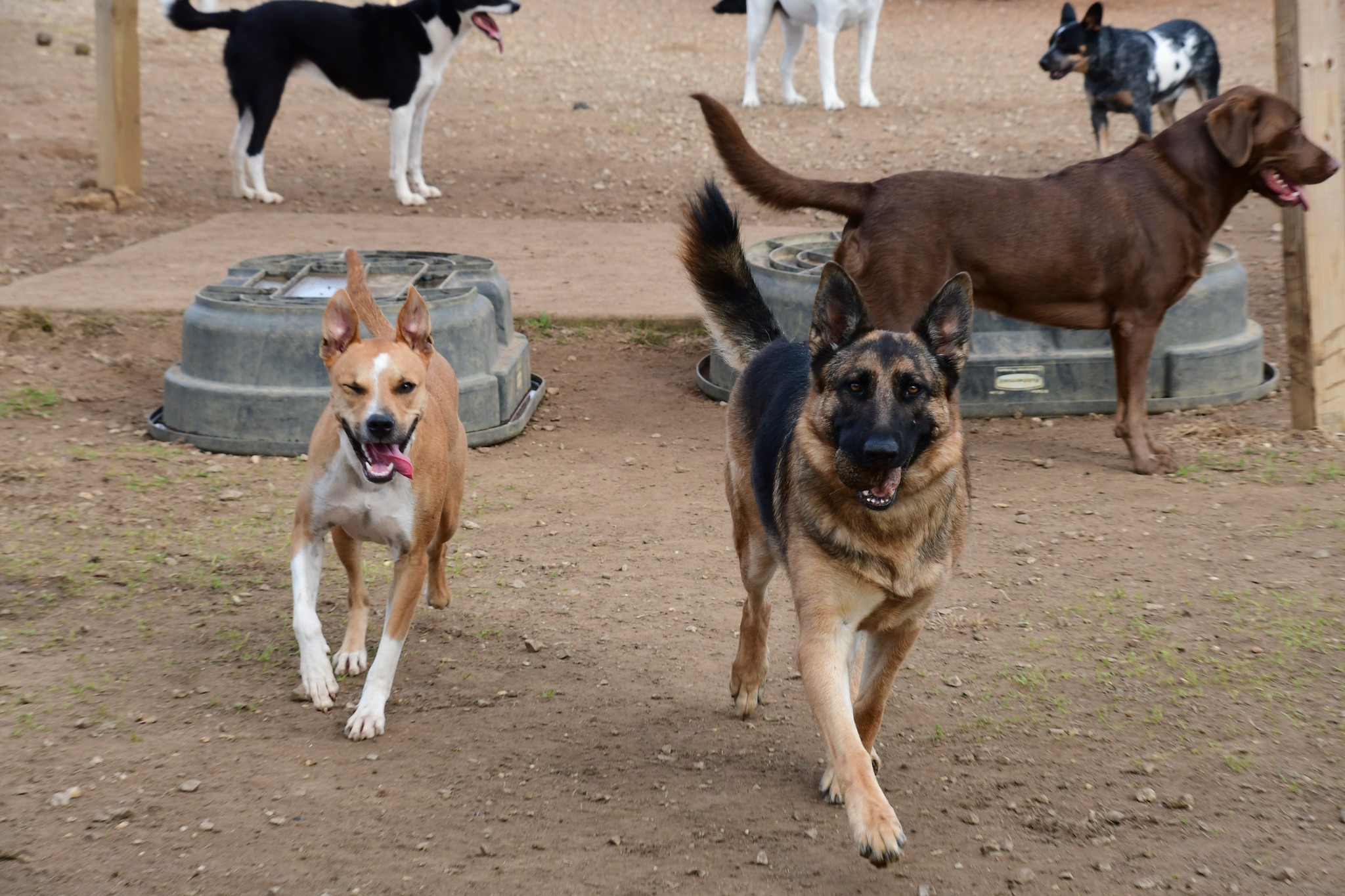 Dog Ranch Resort added a new photo. - Dog Ranch Resort