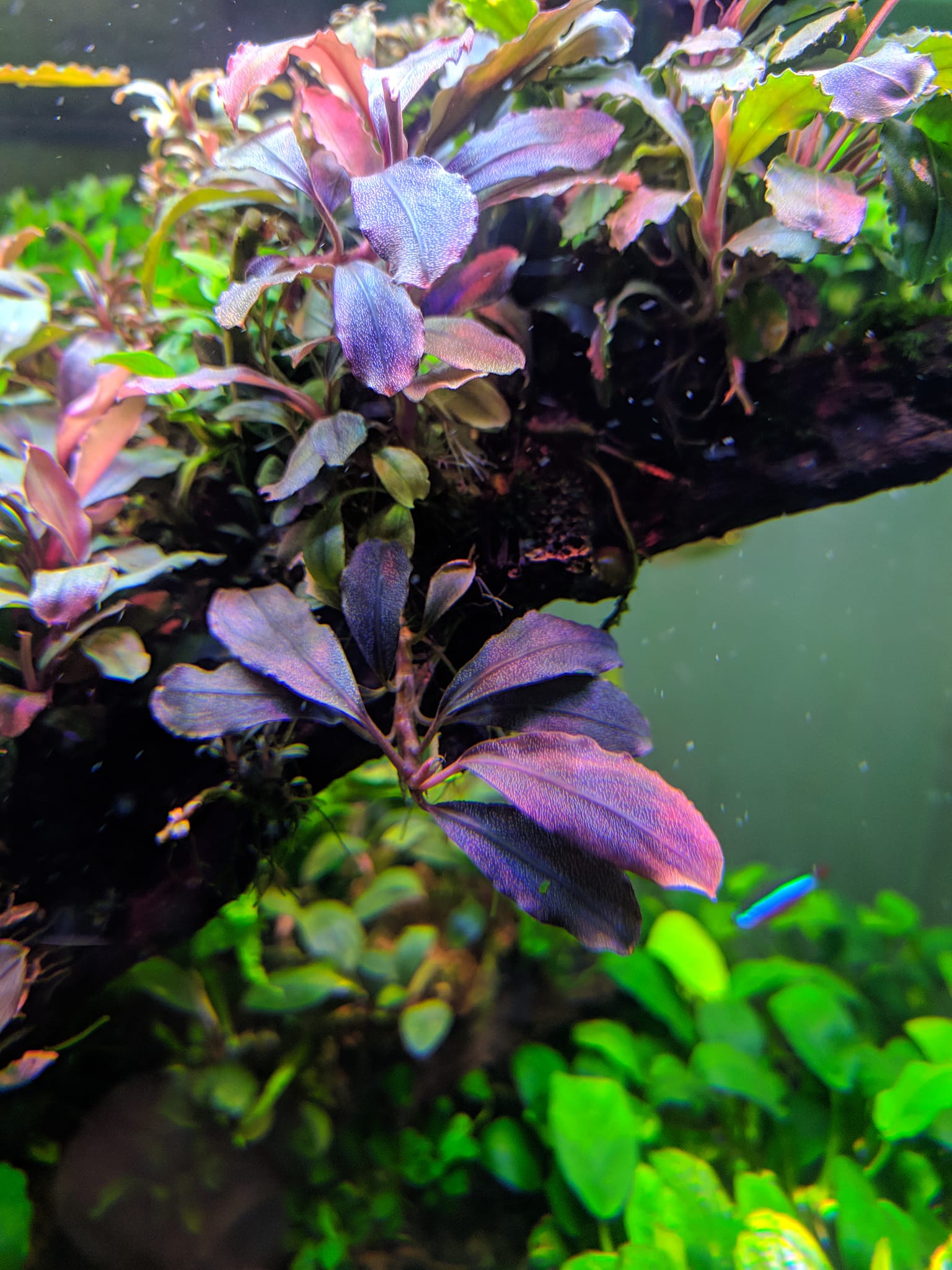 🌱🌿Bucephalandra sp. Brownie Phoenix🌿🌱