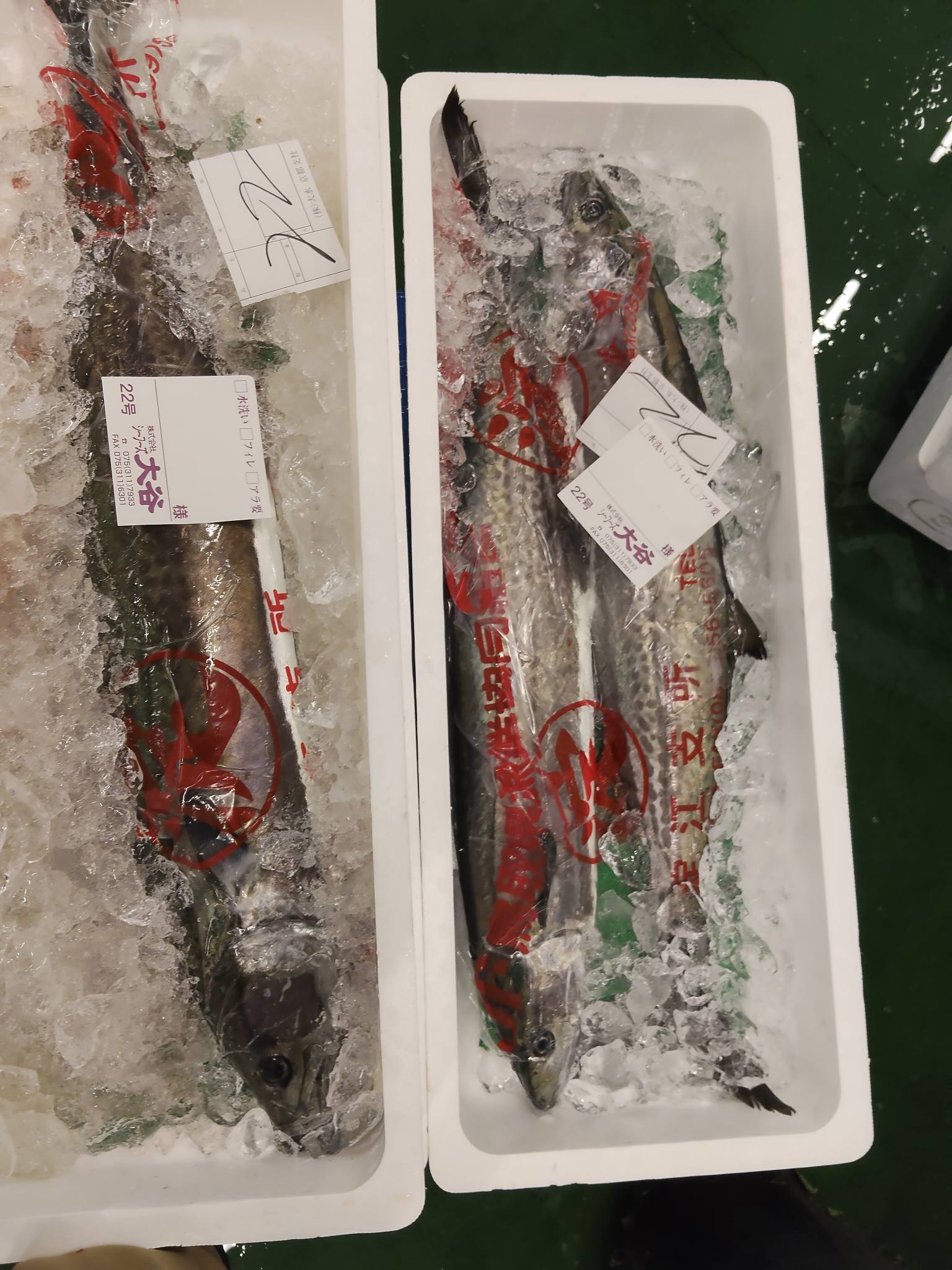 一向に増えません。 そんな中、ヒメジ、テングダイ、メダイは 超希少種！
