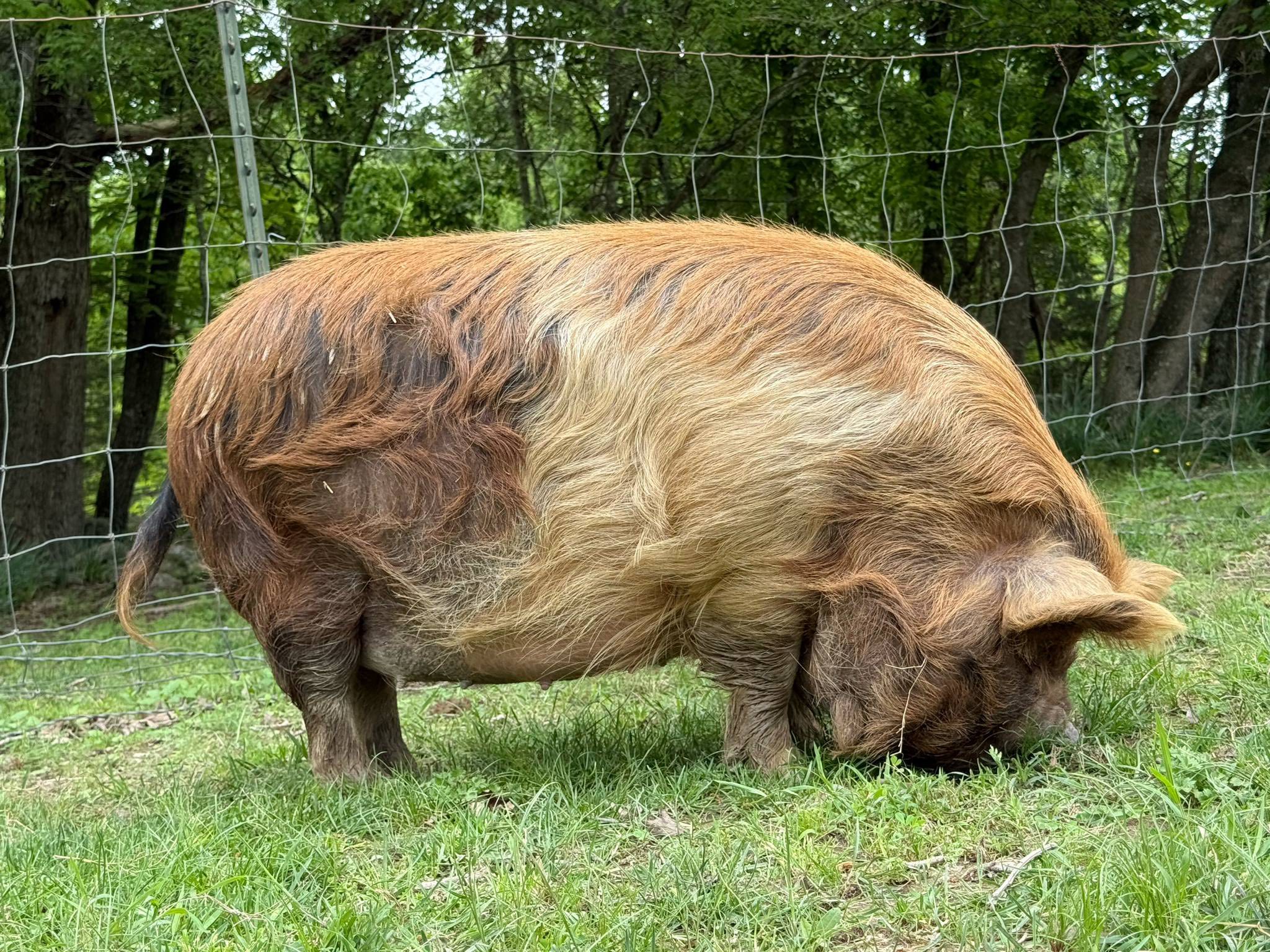 Snake Doctor Farm's upcoming Akkps kunekune pig litter