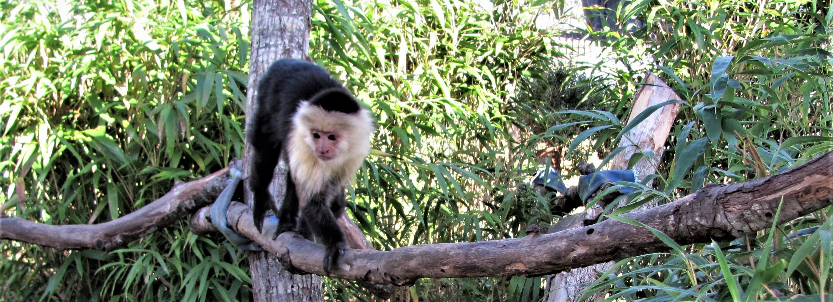 Koreymonde Capuchin Rescue | Gainesville FL