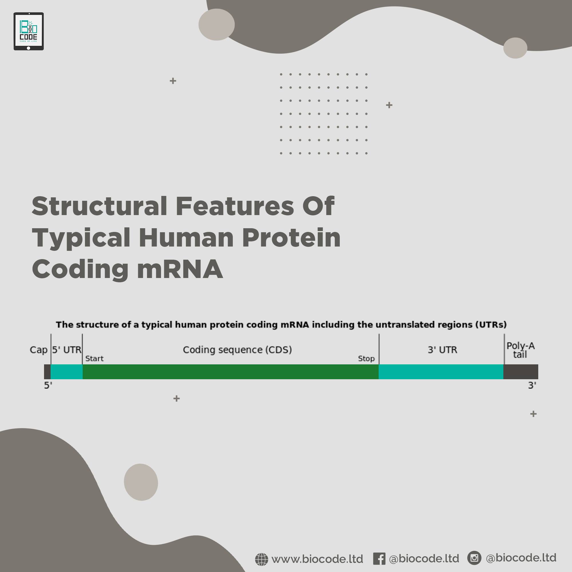 BioCode - To learn the structure of typical human protein...