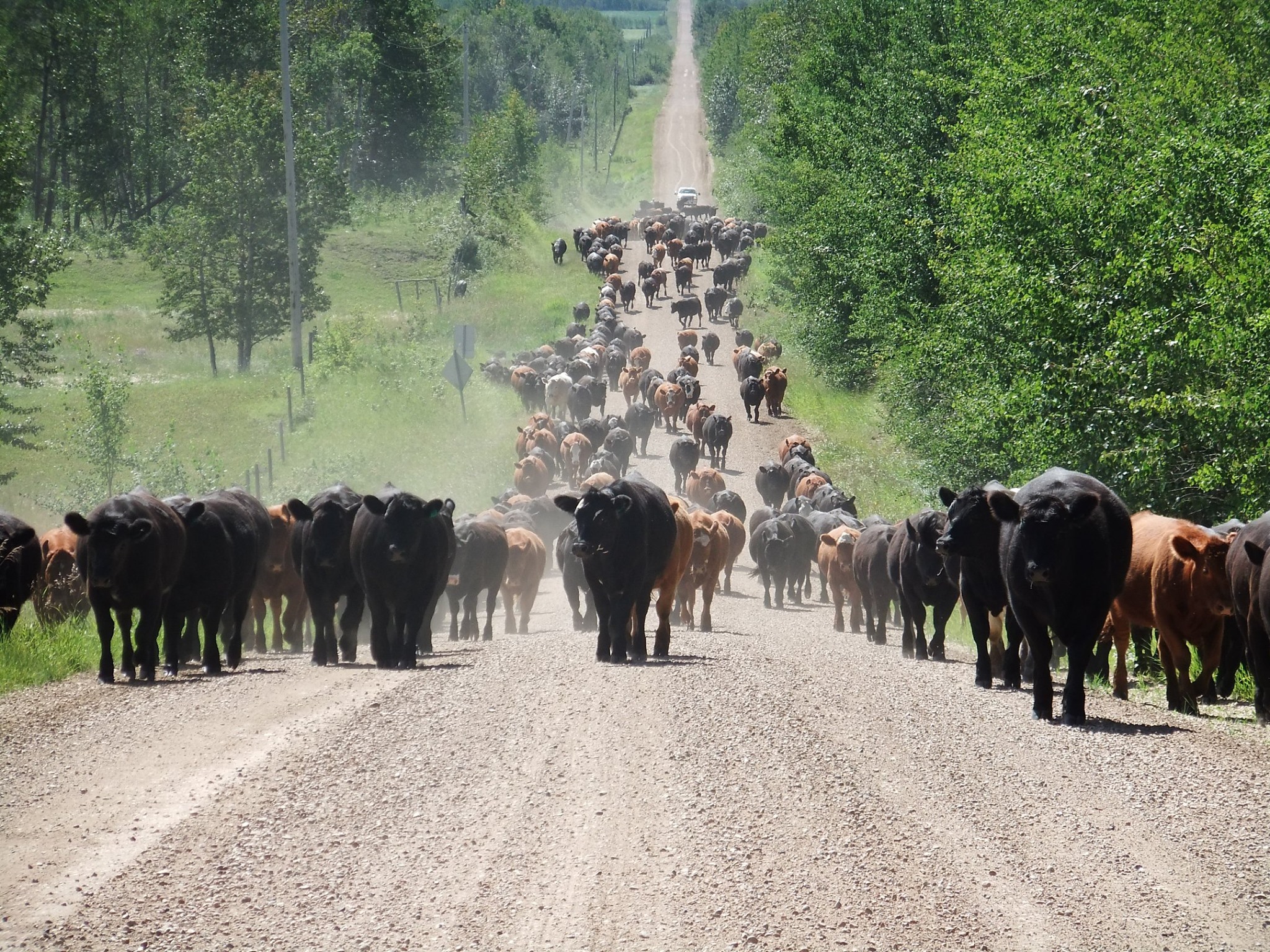 The Red Neck Cattle Drive I... - Greener Pastures Ranching | Facebook