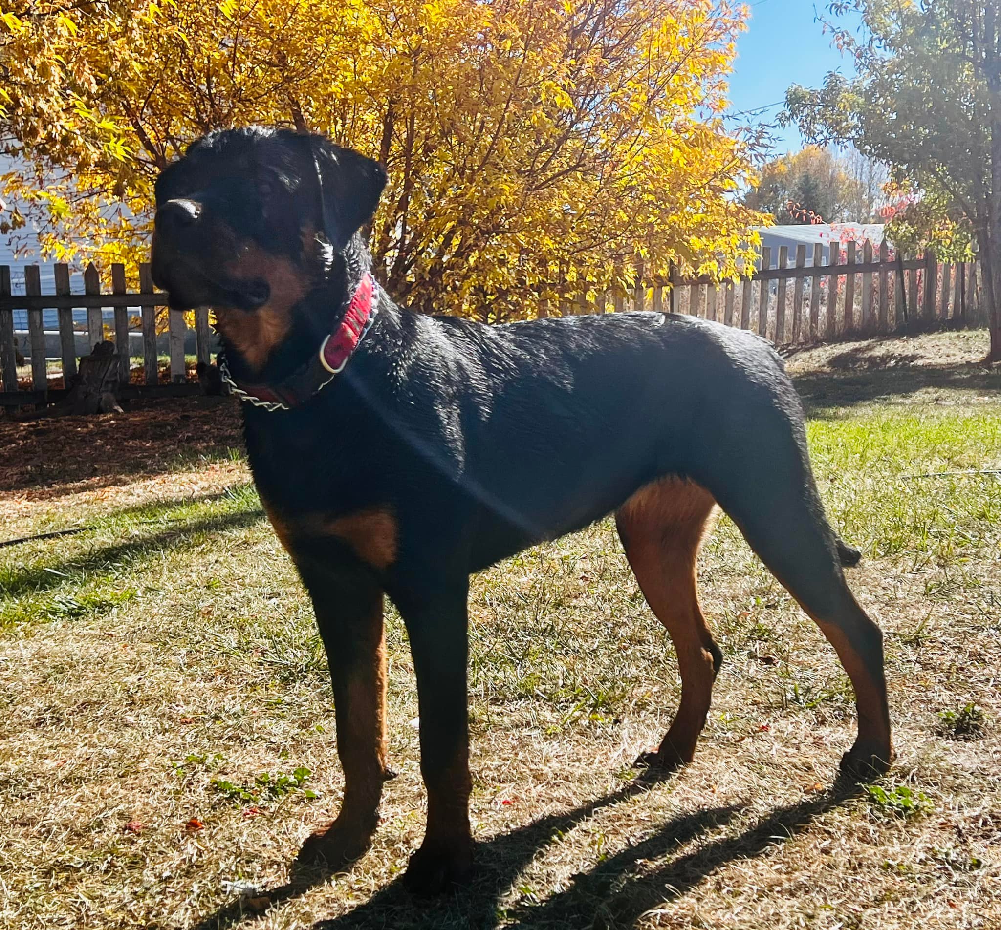 Vom Schwarzen Donner Rottweilers