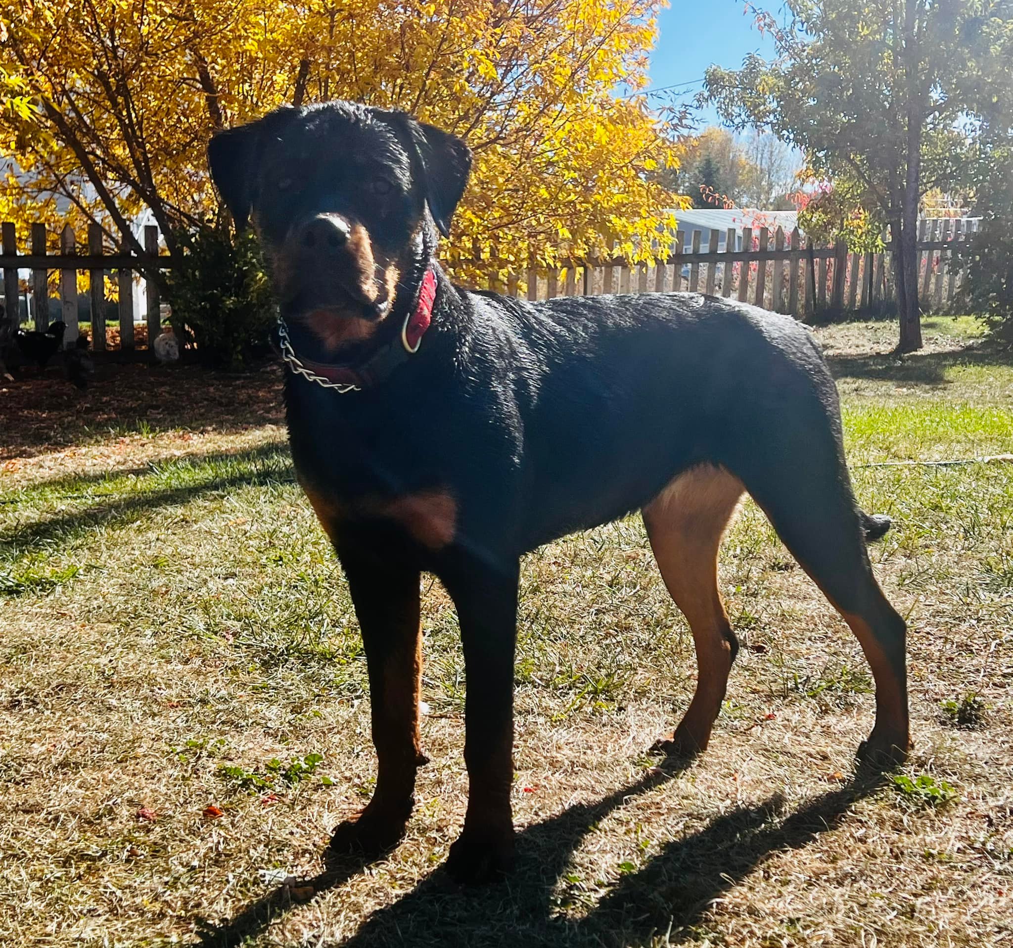 Vom Schwarzen Donner Rottweilers