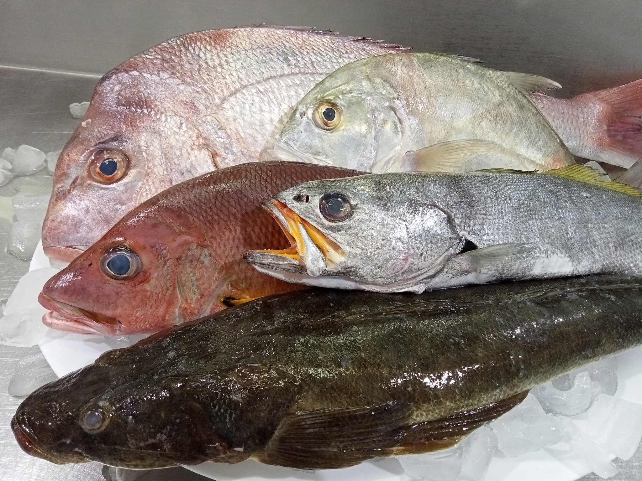 Ballina - 🎣 Fresh local fish just landed in the window — and it’s ...