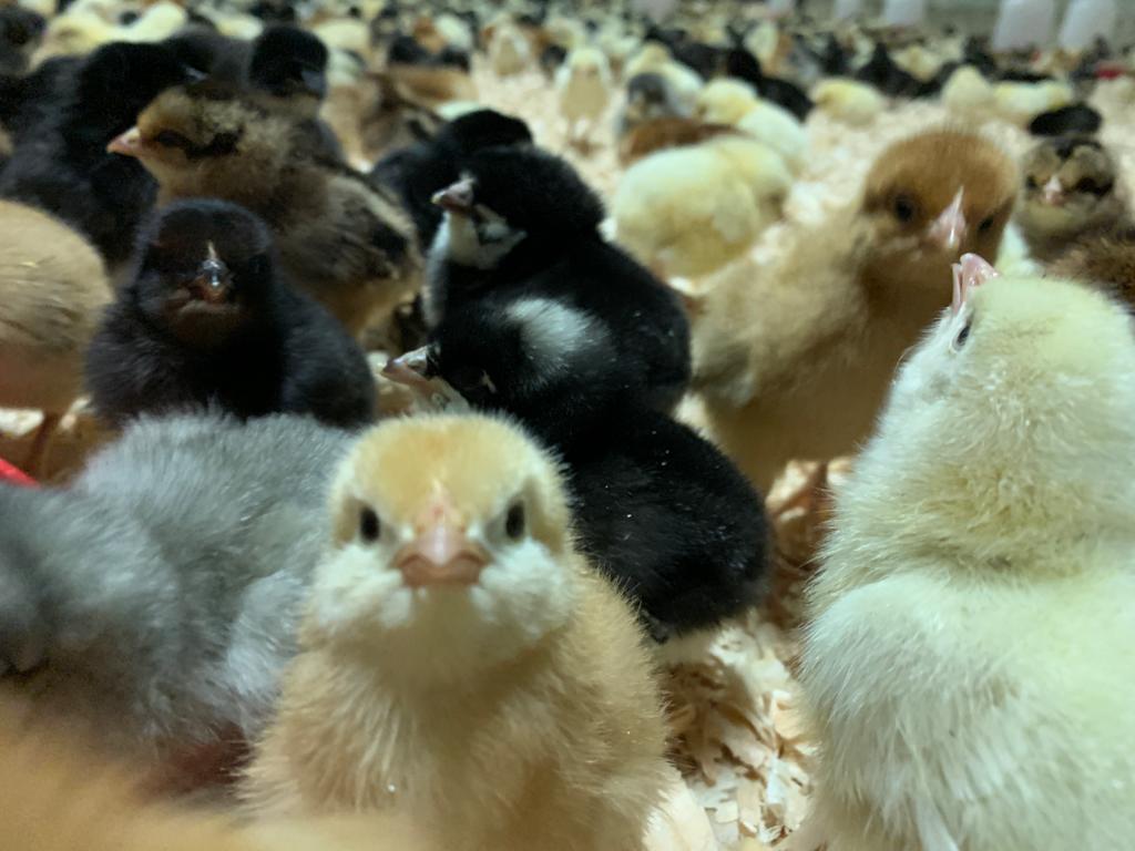 Freeway Poultry